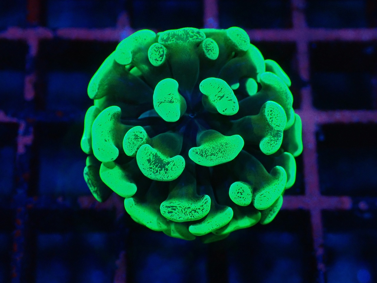 【一ヶ月熟成】ParaAncoraMerble 27