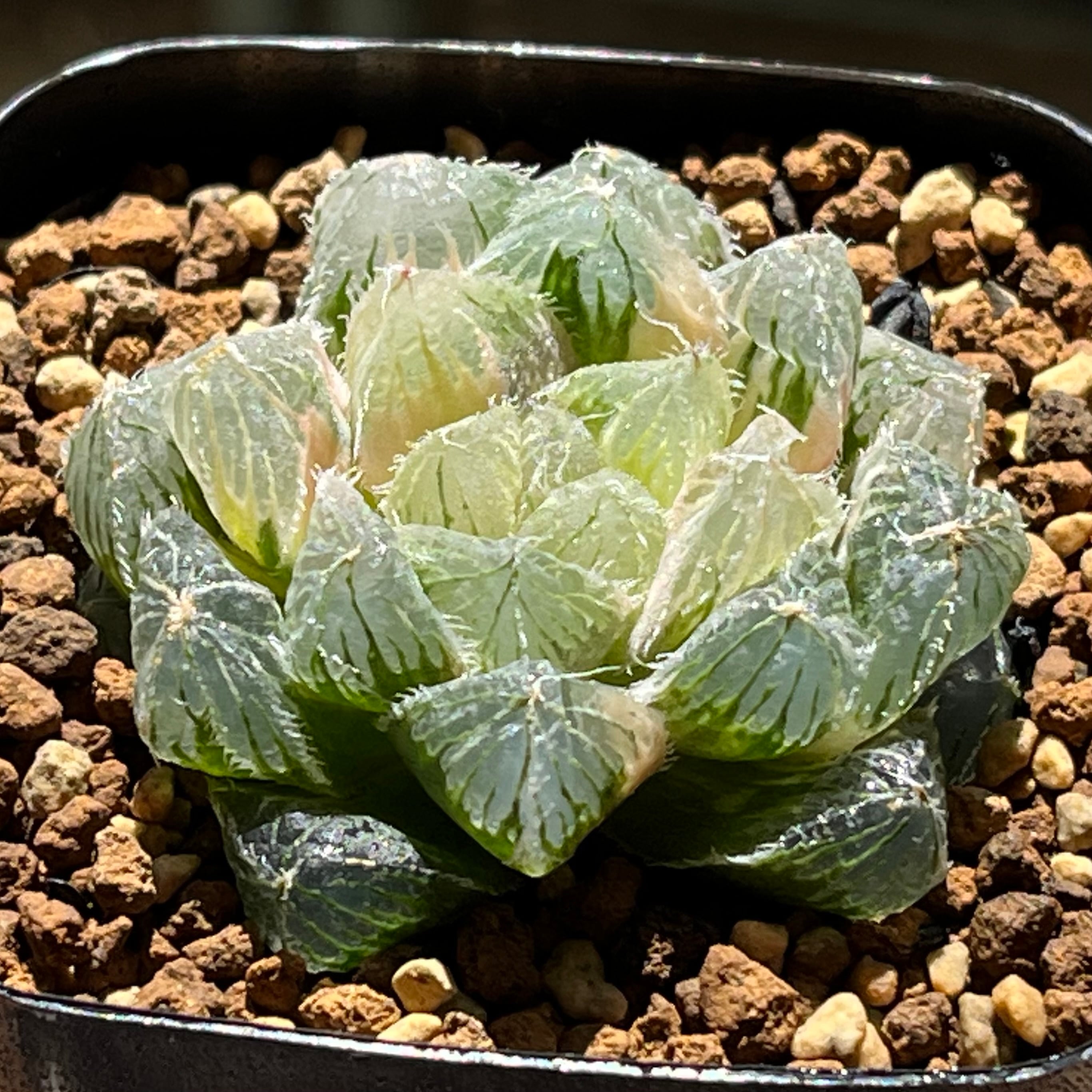 ハオルチア オブツーサ錦 赤太陽 | mocono_plants