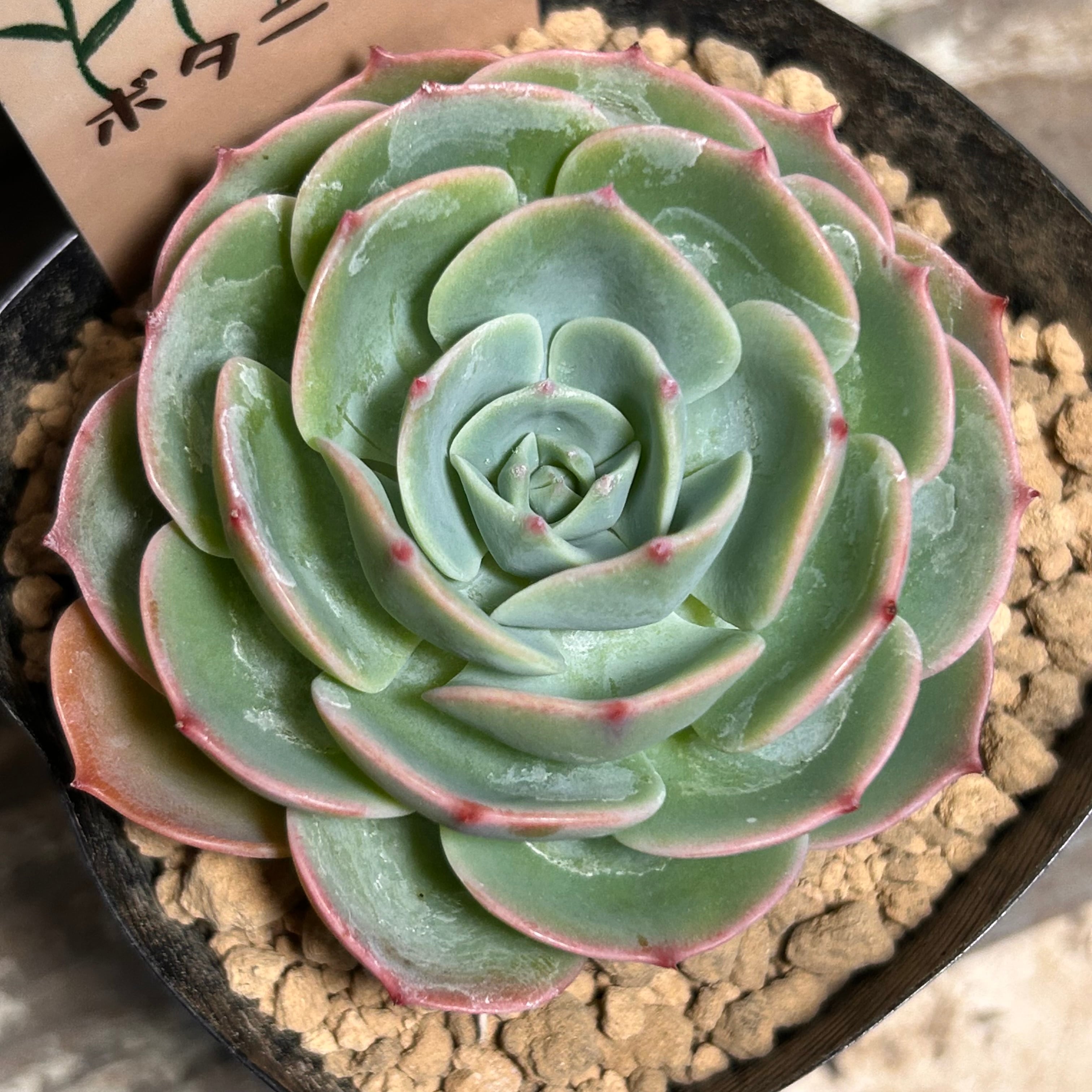 雪の妖精 | RuPo 多肉植物専門店