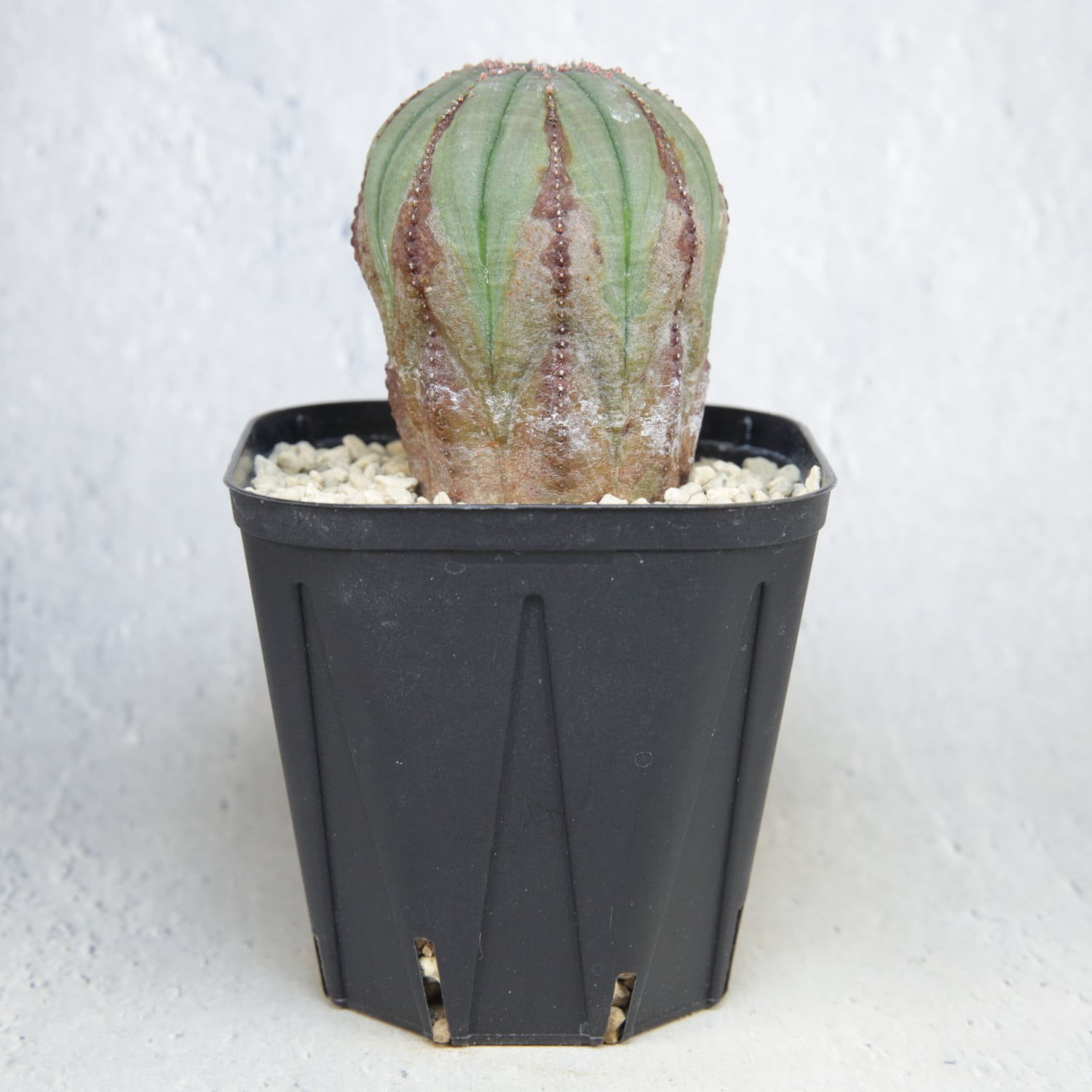 ユーフォルビア オベサ(メス) 美株 ユーフォルビア オベサ メス株 雌株 美株 Euphorbia obesa 多肉植物