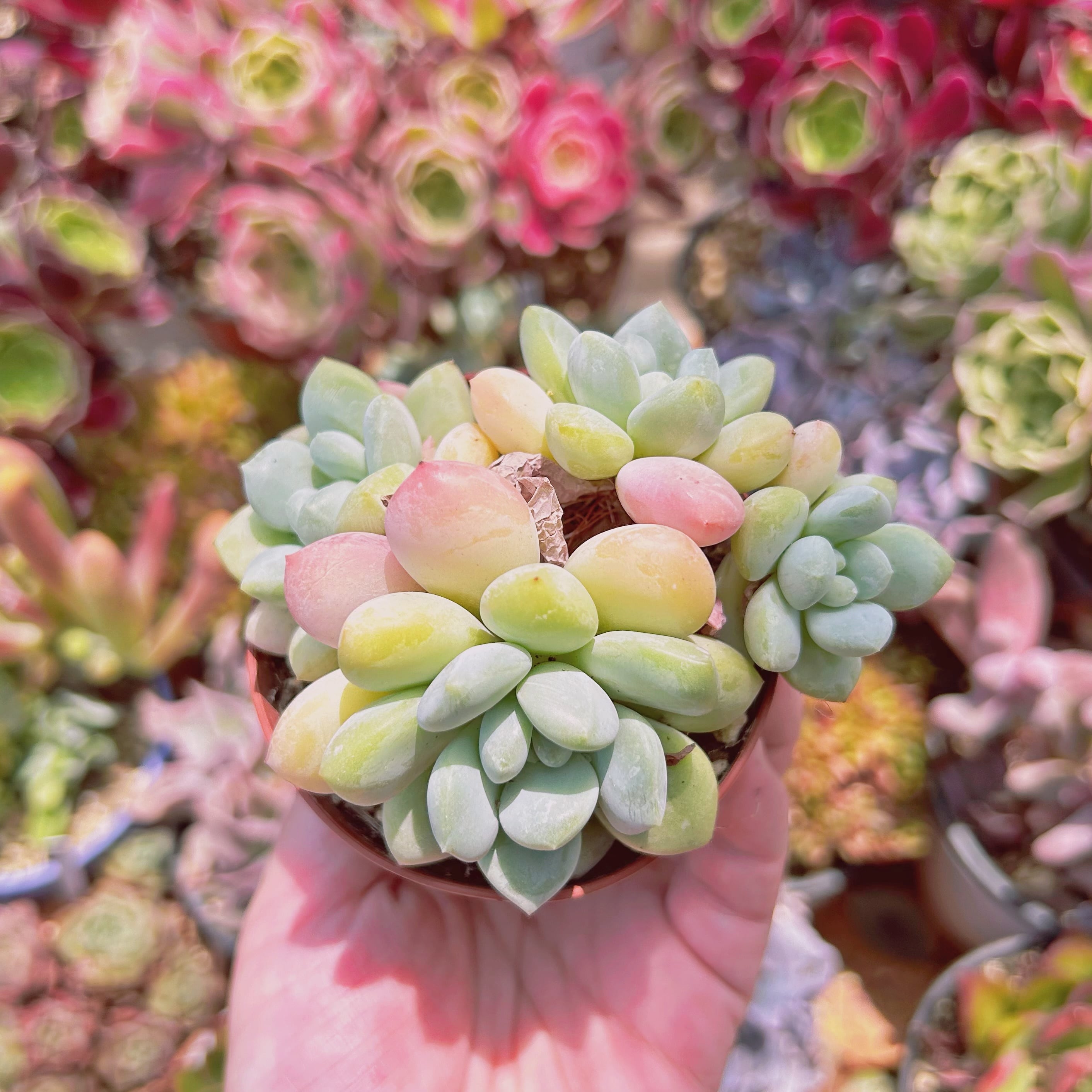 #1166現物　多肉植物　ピンクエッグ