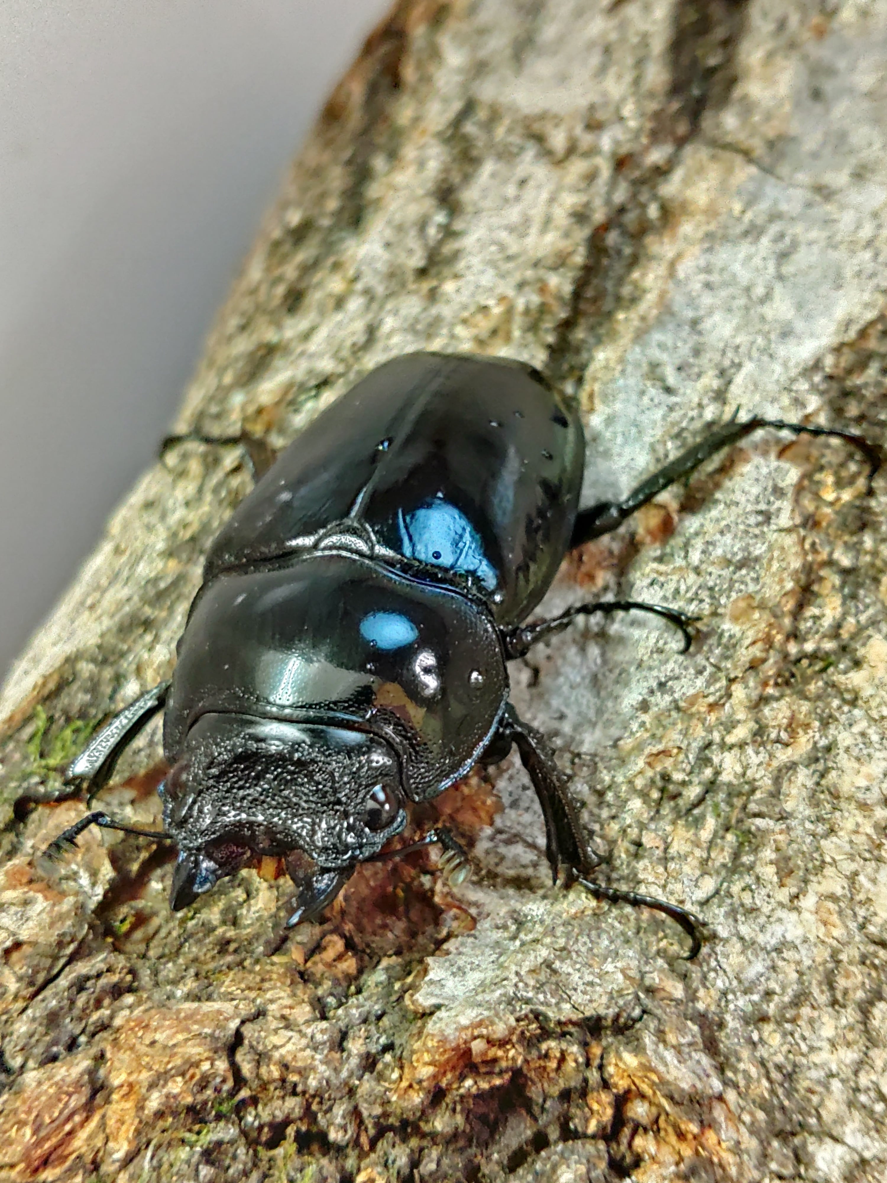 タランドゥスオオツヤクワガタ ♀単品 | くわバカおやじ