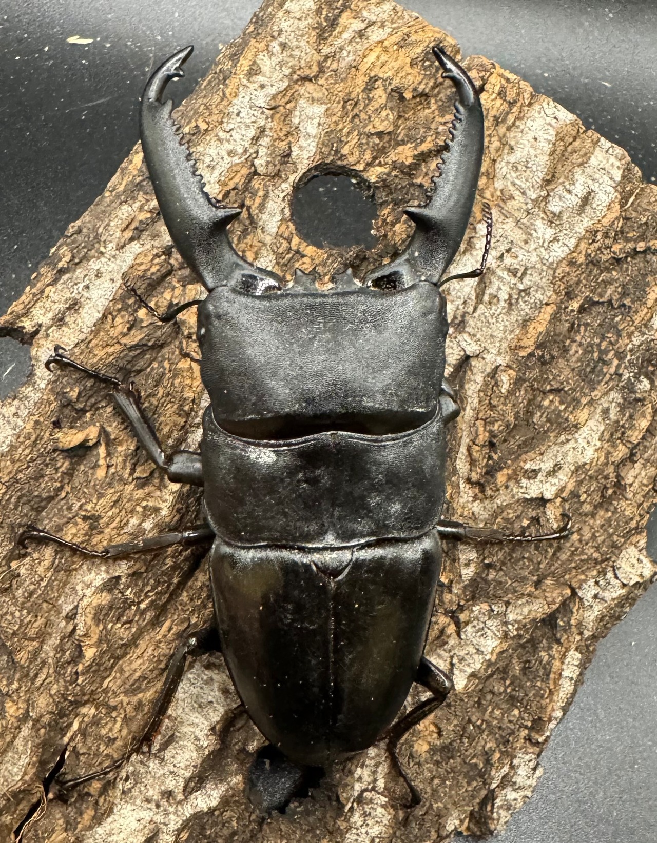 【WD】《パラワンオオヒラタ 97mm ペア》