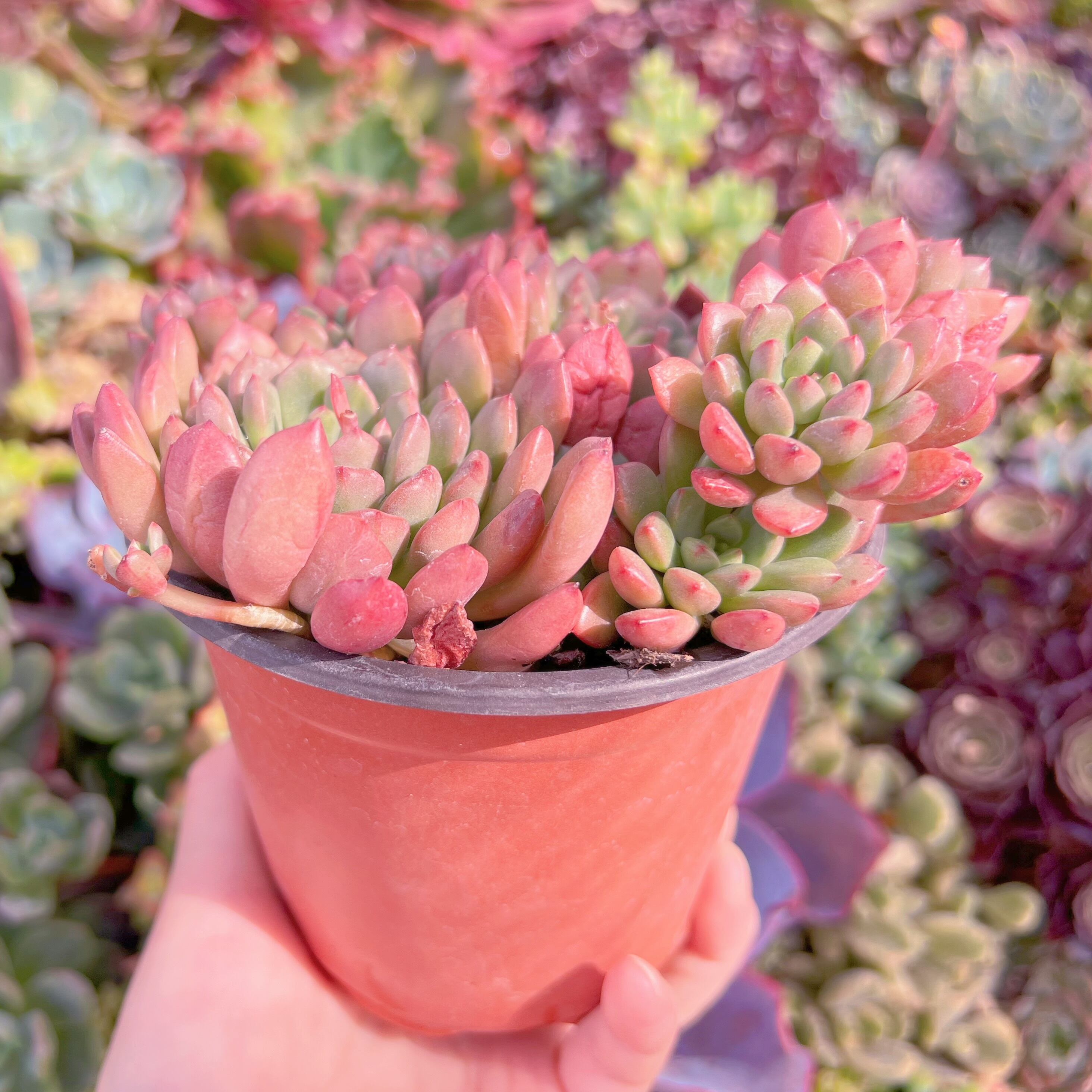 現品 ピンクルルビー#K510 大群生 美苗 るる農園 | るる農園~多肉植物専門