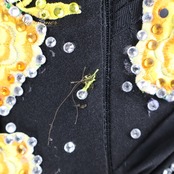 社交ダンス 衣装 スタンダード ドレス ワンピース 黒 黄色 フロート デモ 競技 ダンス パーティ 発表会 デモ 競技 Wish plus ブラック系 イエロー系 スカート おしゃれ シック ゴージャス 高級感 ラグジュアリー 豪華 競技用