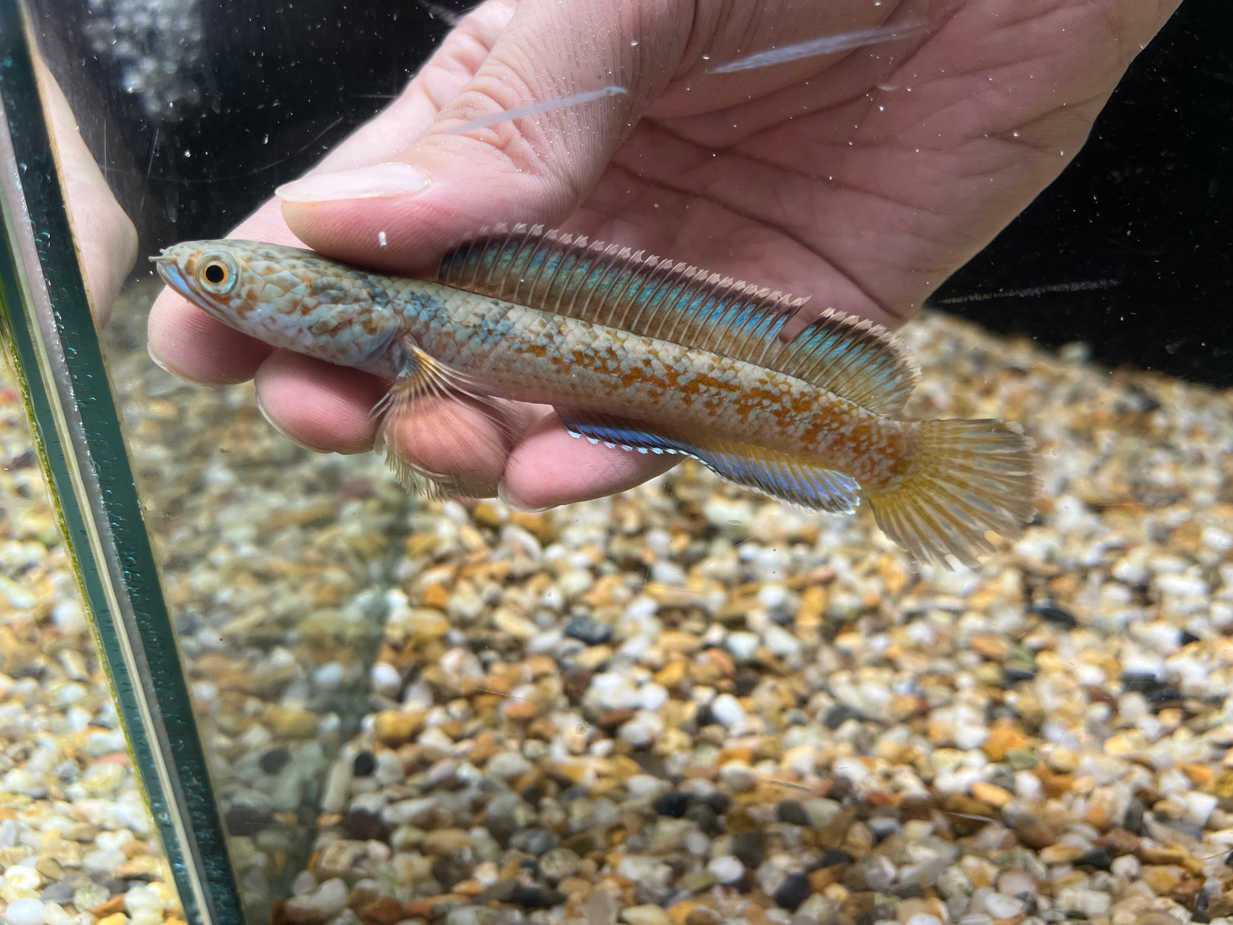 インド直輸入便WILDチャンナアリストネイAグレード10cm± NO5 | アクア