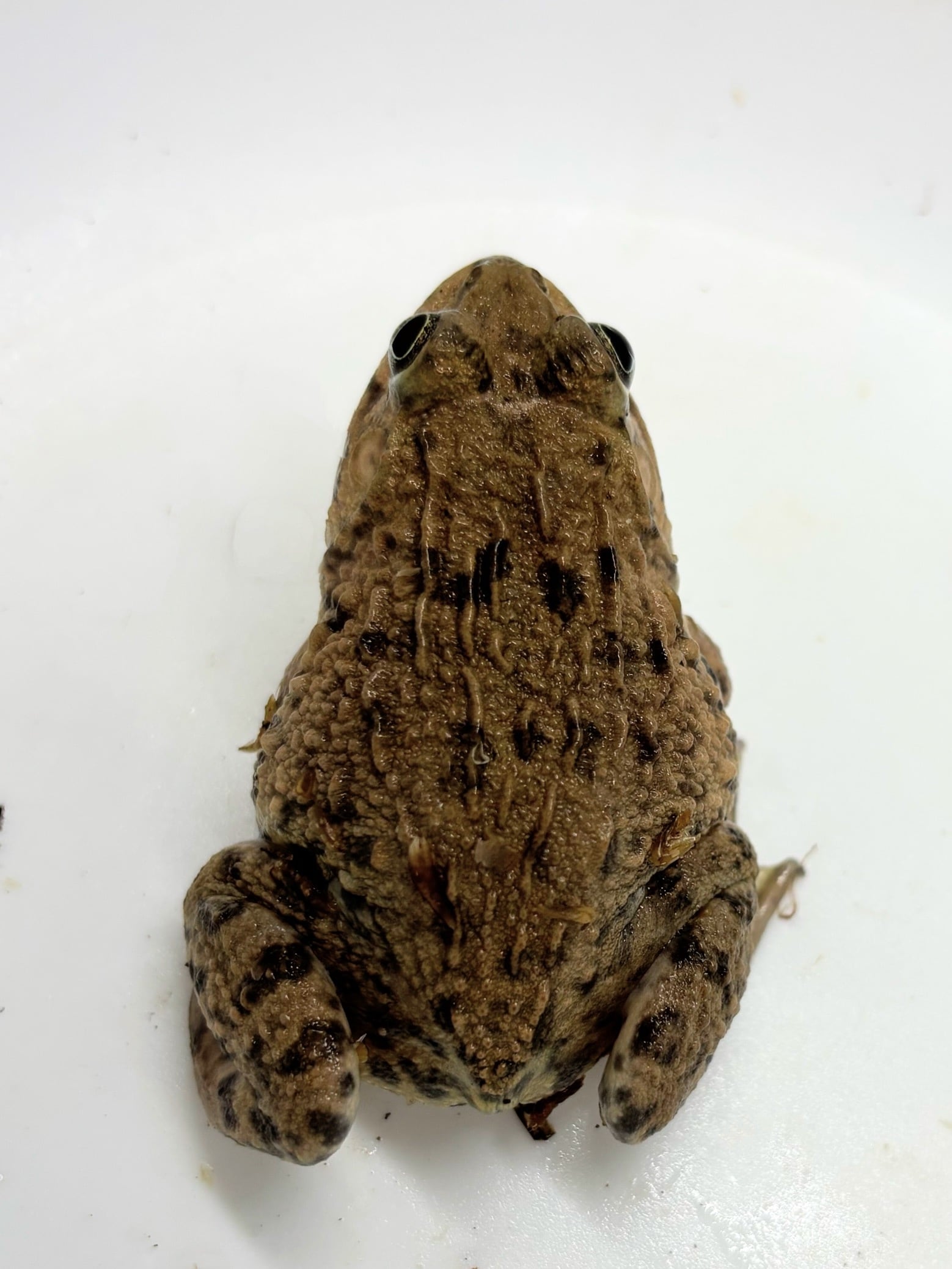 ババトラフガエル⑦ 1匹 | まるころ商店〜まるくてころころした生き物