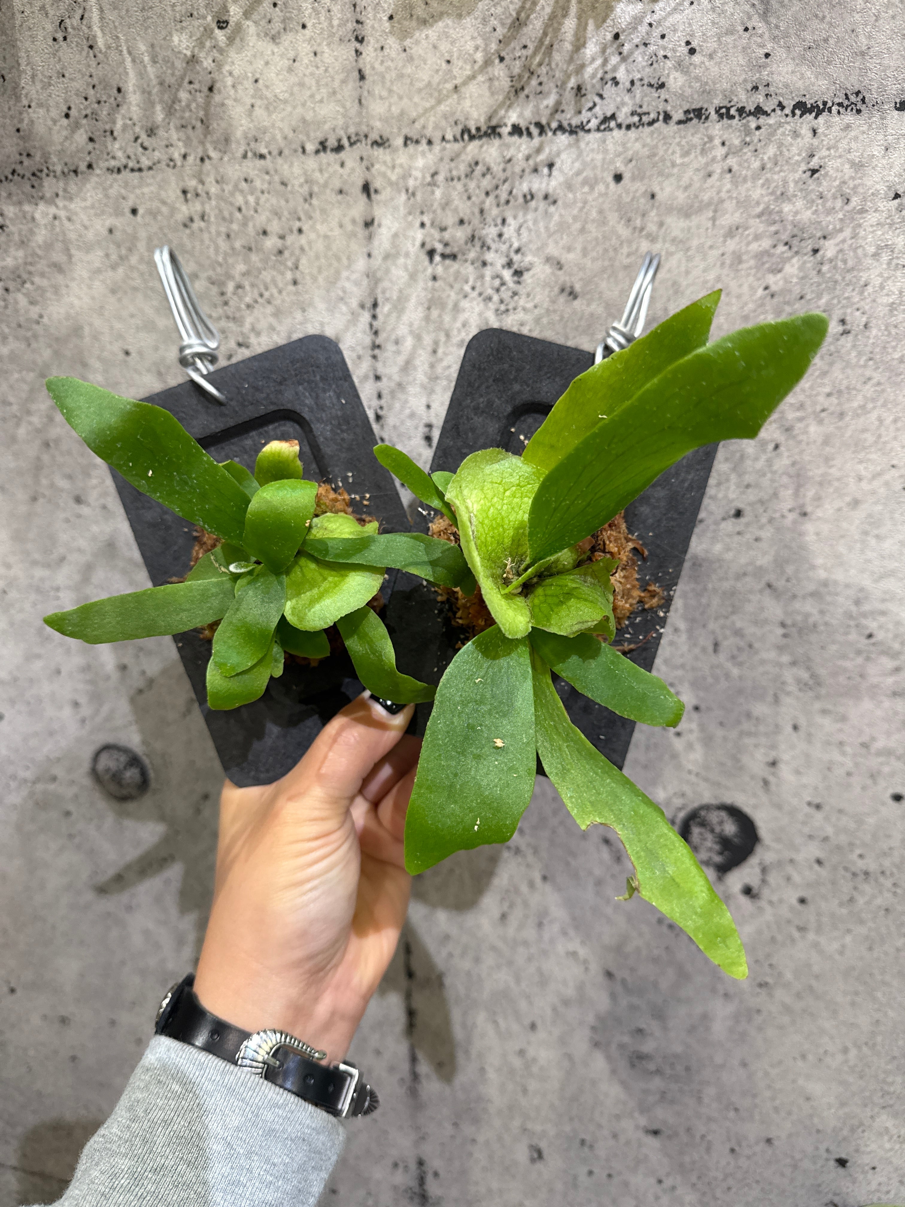 ビカクシダ バイオマスプレート板付け | MIDORIYA 観葉植物専門店