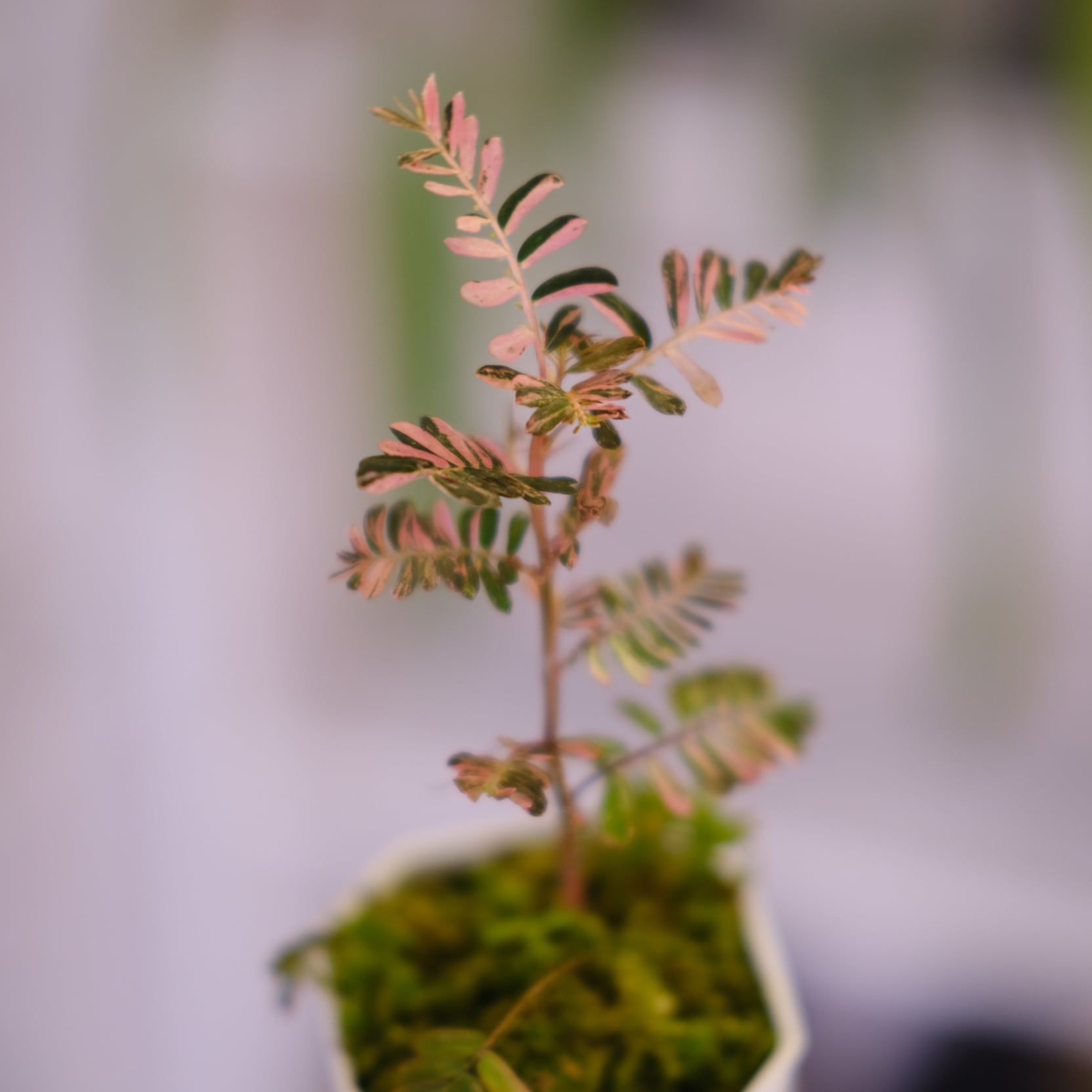 Phyllanthus urinaria 'Pink Variegated'⑦ / フィランサス