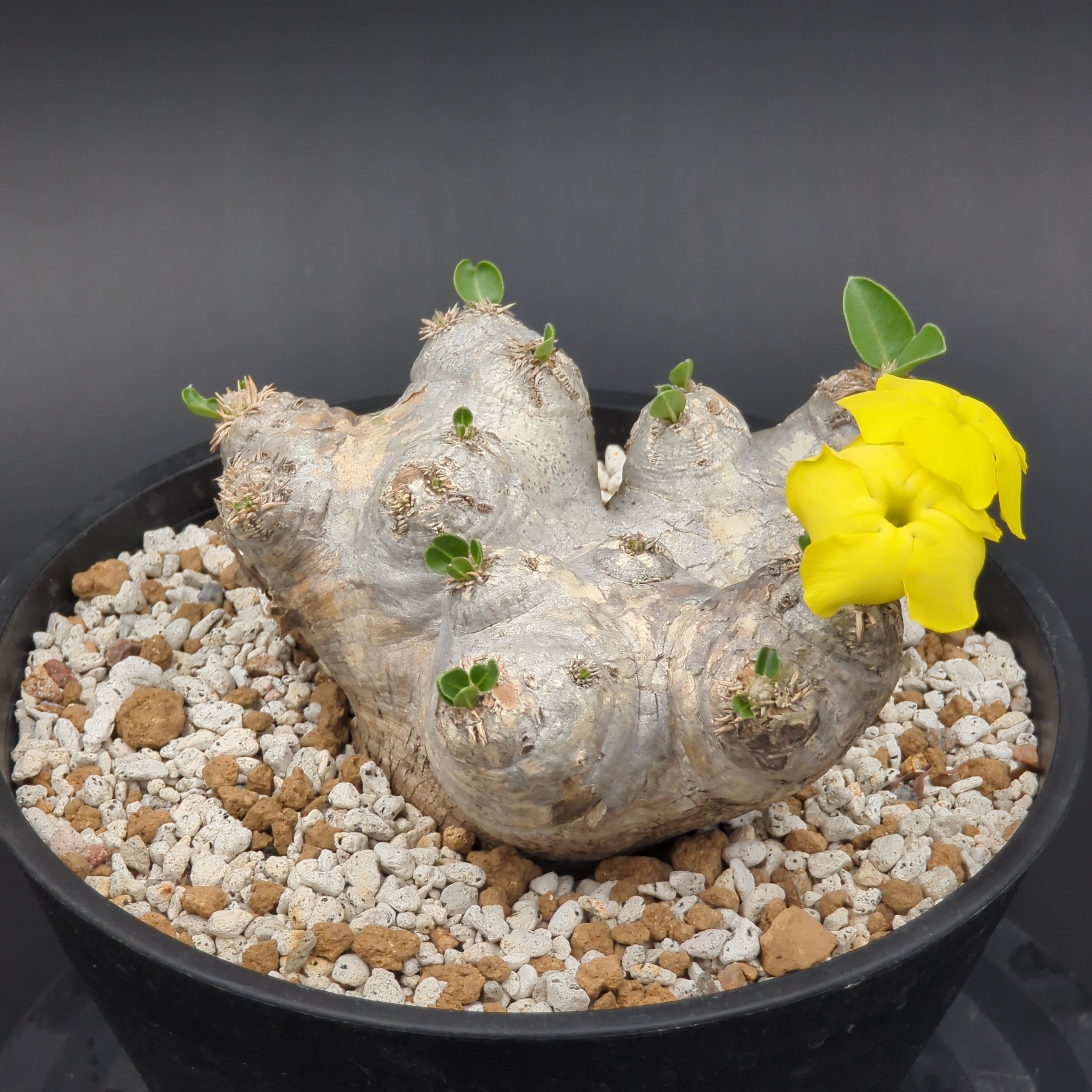 パキポディウム・ブレビカウレ '恵比寿笑い' 【大株】 | BRIDGE GARDEN