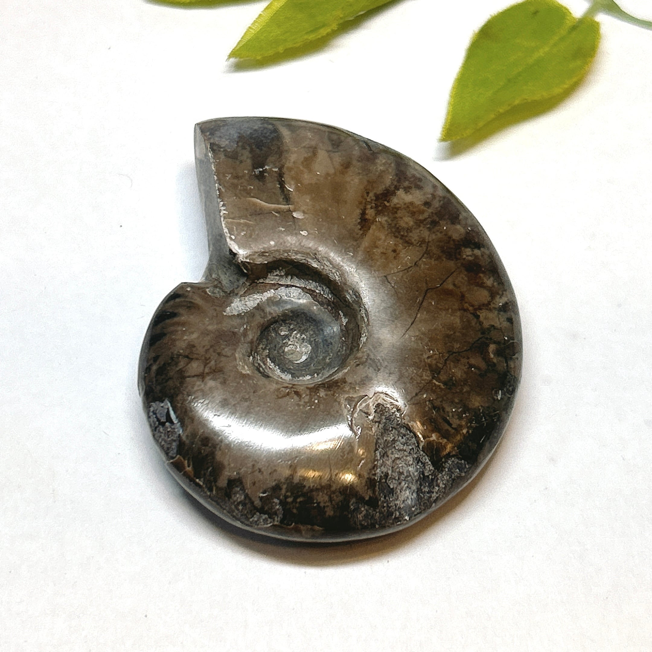 化石]アンモナイト（菊石） | クリスタル・ワールド御徒町店