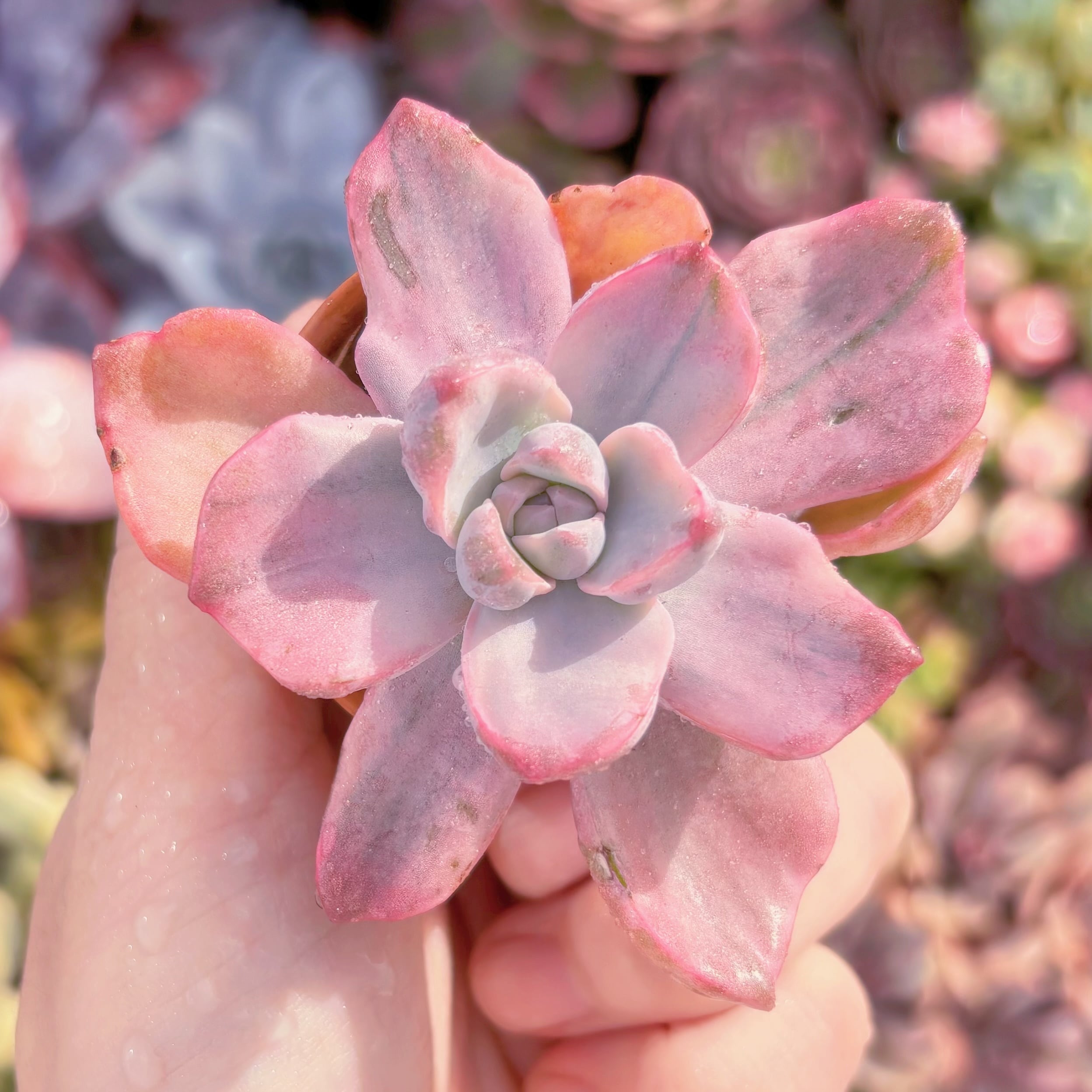多肉植物　リチャード錦　新入荷　るる農園