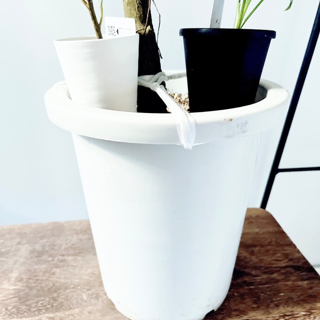 《希少》ガジュマル ベビーリーフ おまけ付き 観葉植物 calm cafe