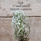 【送料無料】'Sweet Isabel' 〔エアプランツ〕現品発送T1398
