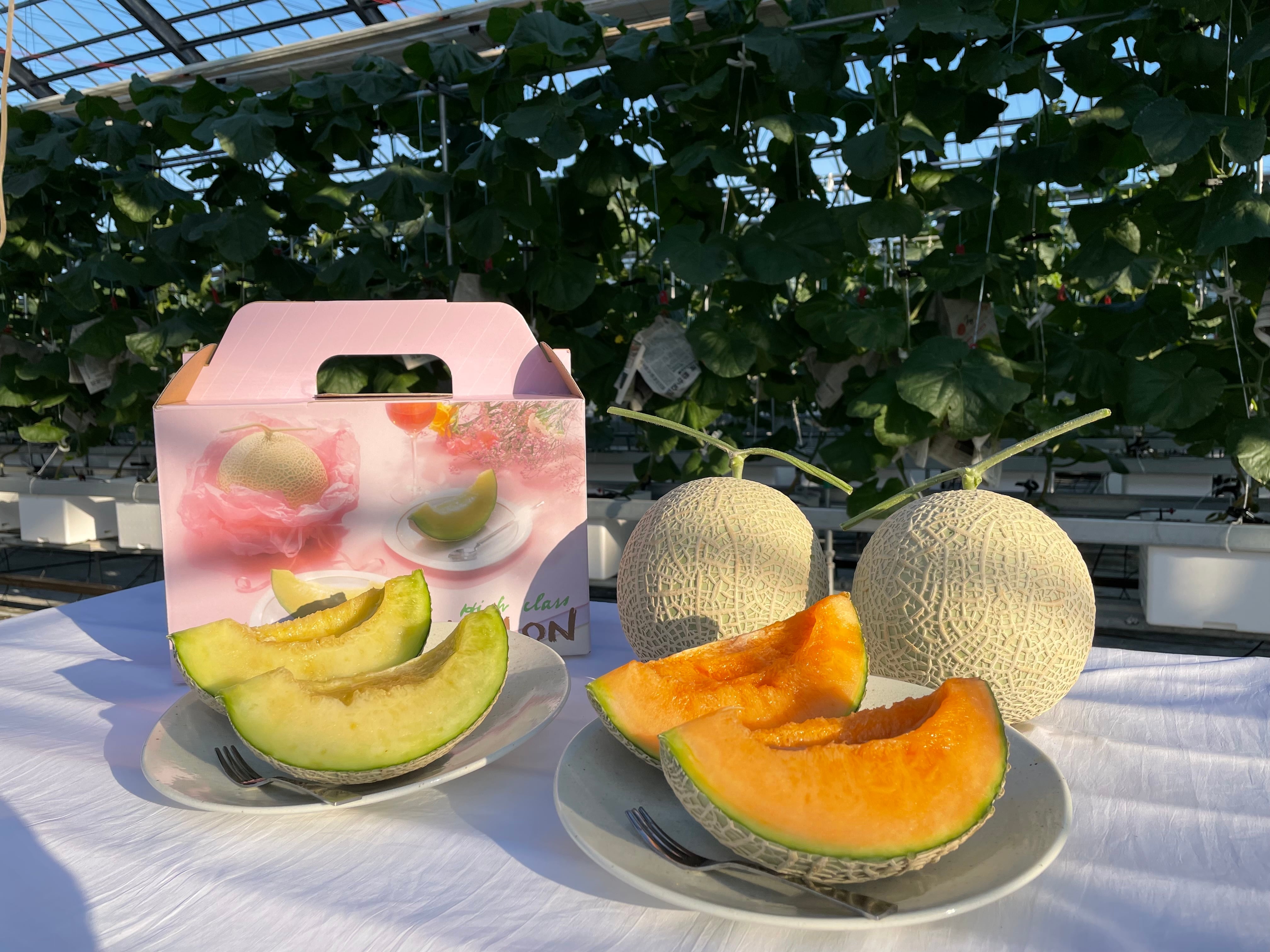 知る人ぞ知る】摘果メロン（子メロン） 4㎏以上 | imelonfarm