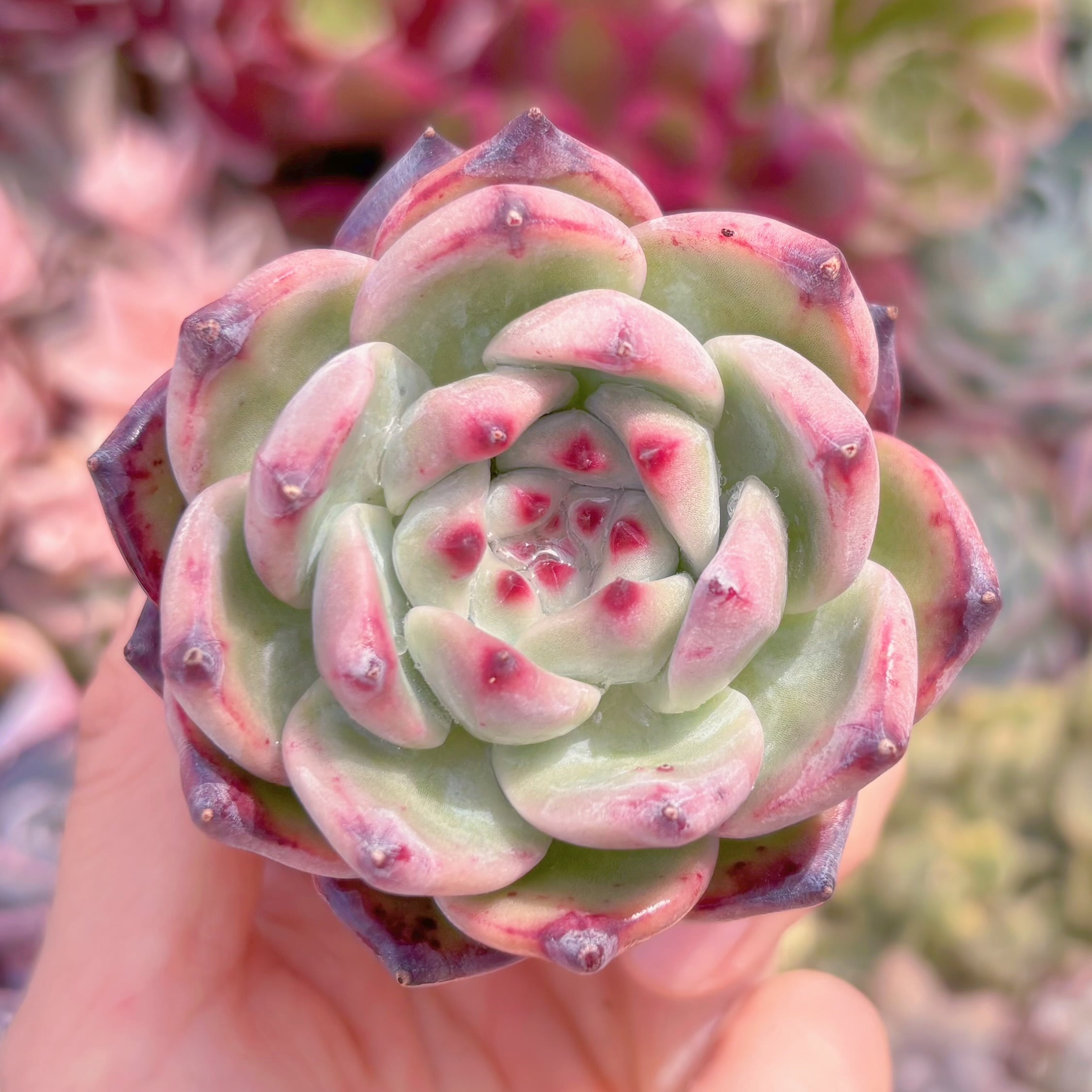 多肉植物 ダイヤモンドコロラータ 新入荷 るる農園 | るる農園~多肉