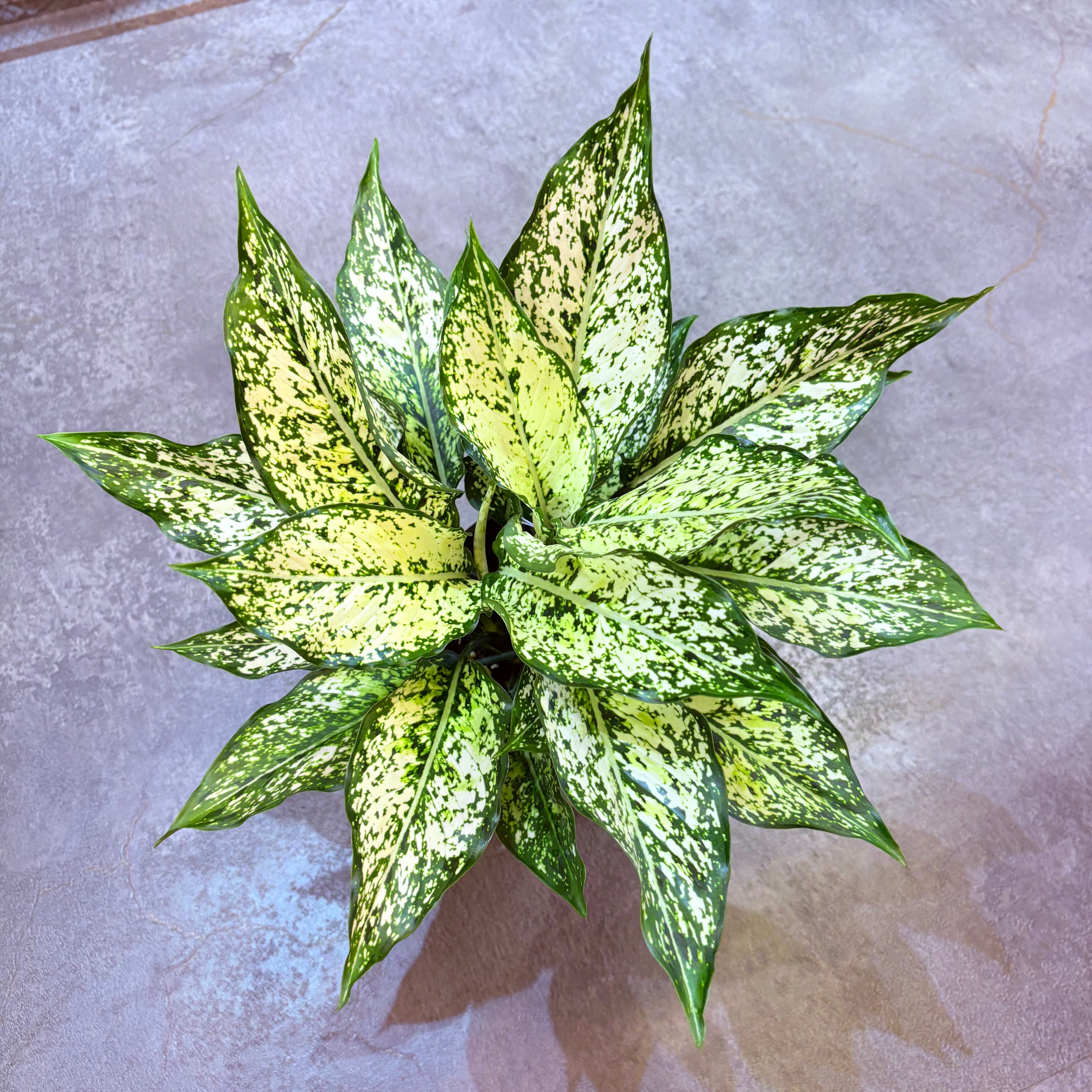 アグラオネマ タイスノーフレークス 5号【荒木植物園さん】 | Green