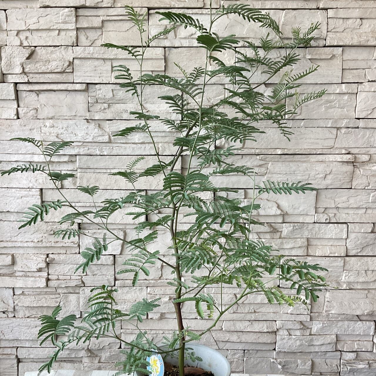 庭木 果樹 アカシア デアネイ 6寸鉢 橋本種苗園 庭木 果樹 アカシア デアネイ 6寸鉢 橋本種苗園