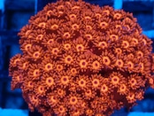 SelectionBaliShip Goniopora FromMakassar Red