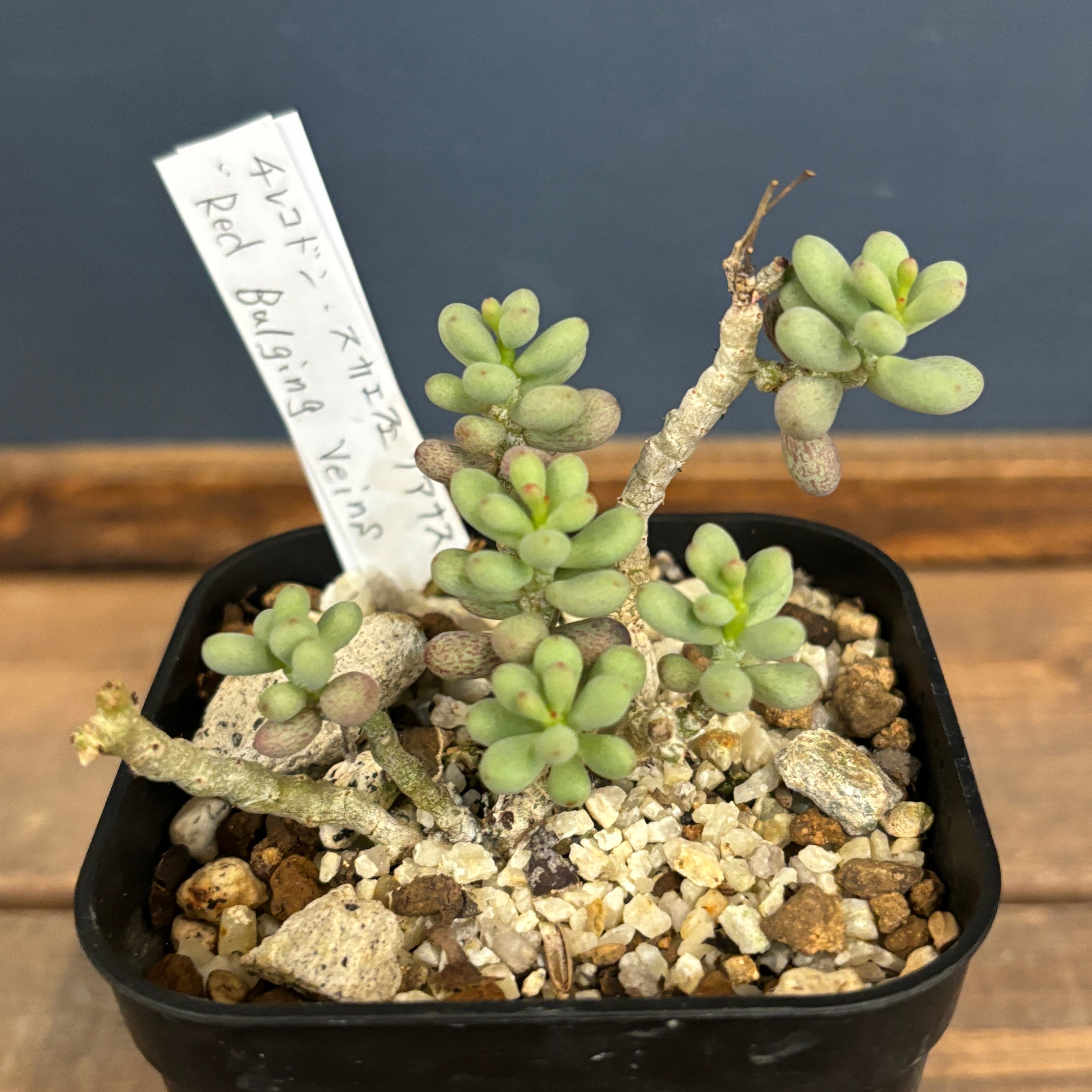 PROTOLEAF プロトリーフ