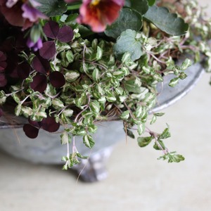 冬かや春に楽しむ寄せ植え｜バスタブSオリジナルビオラNothIslandの寄せ植え　届いてすぐ玄関に飾れる 　プレゼントにもオススメ　