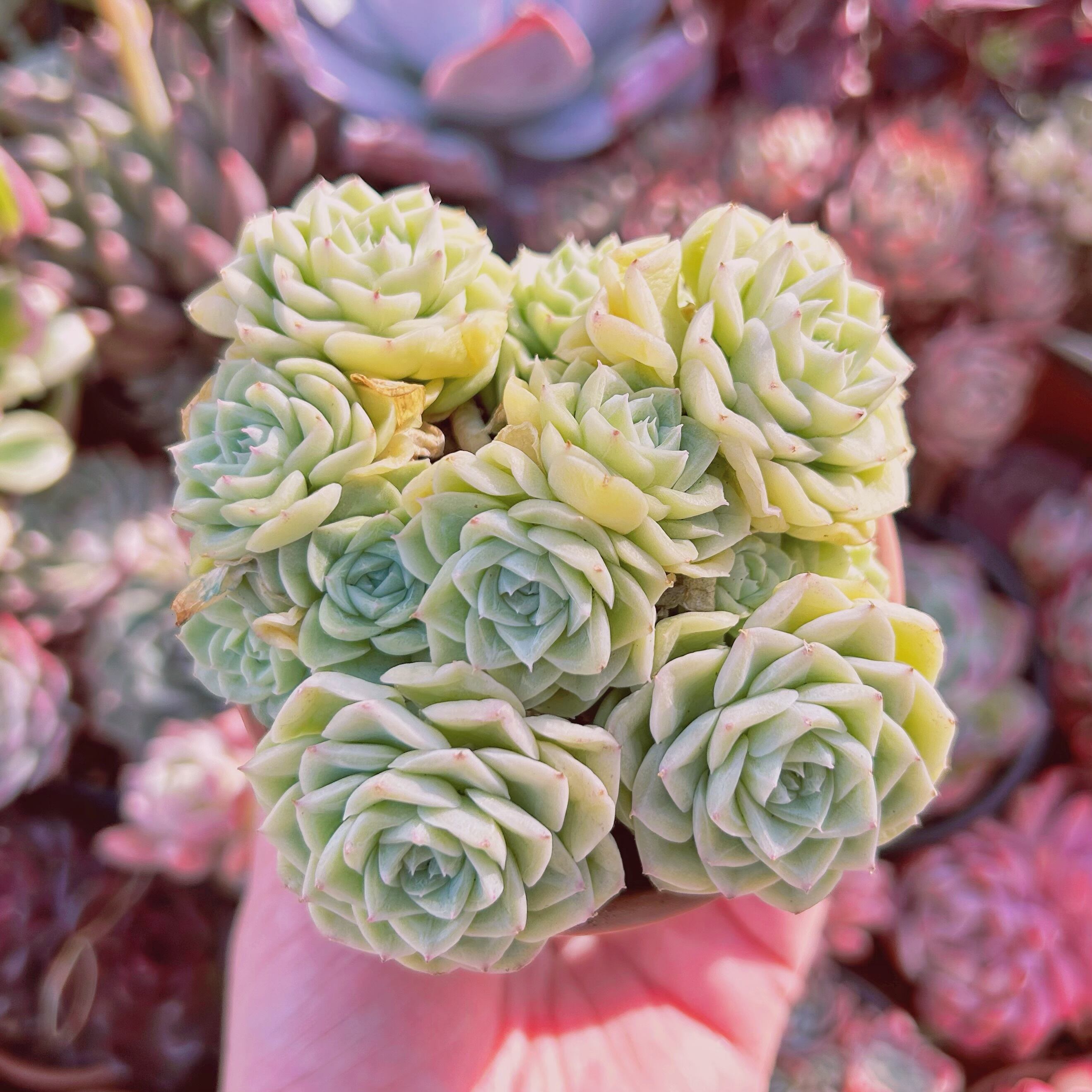 #312現物　多肉植物　Echeveria  ホワイトスワン　特大群生