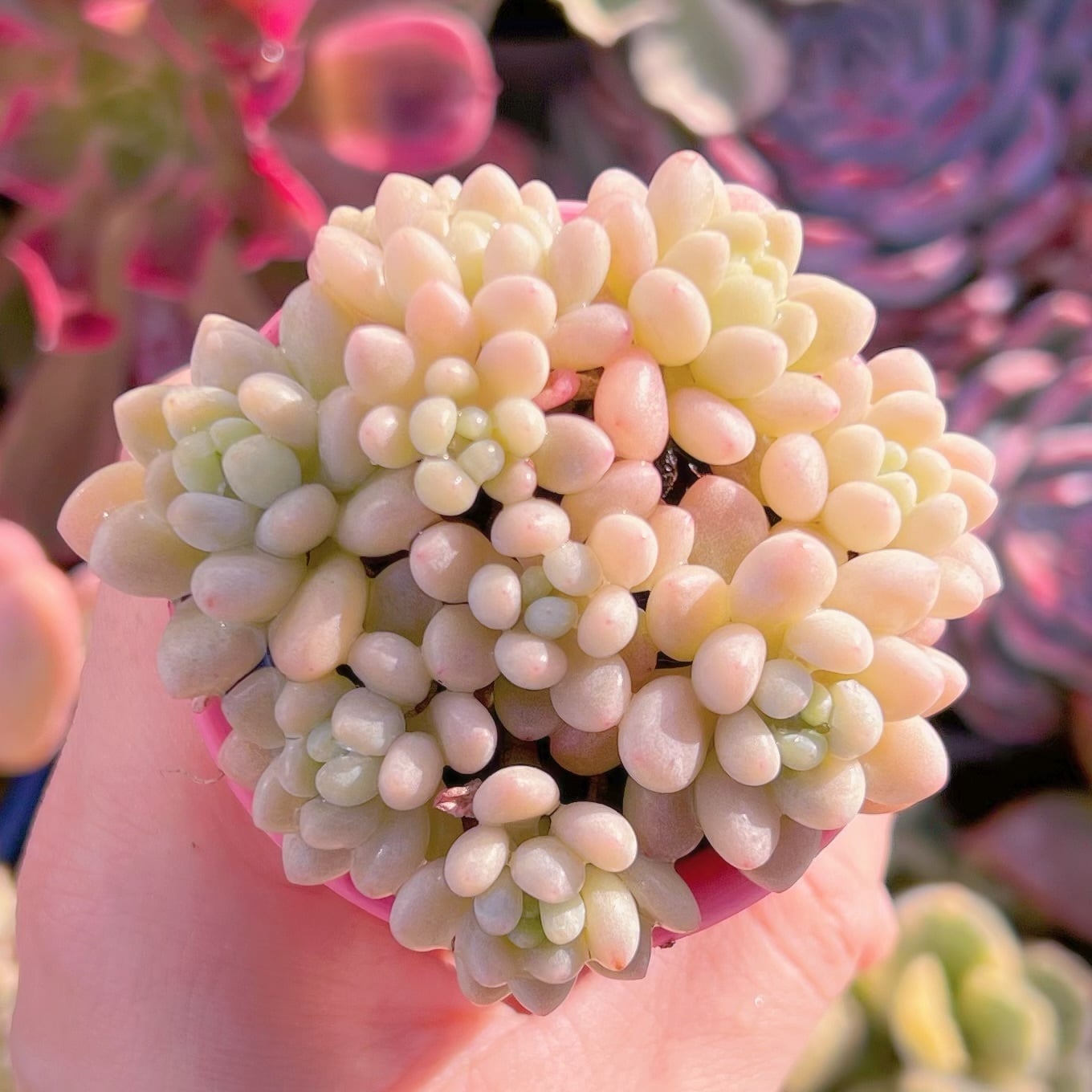 現品　ロココ#607   るる農園