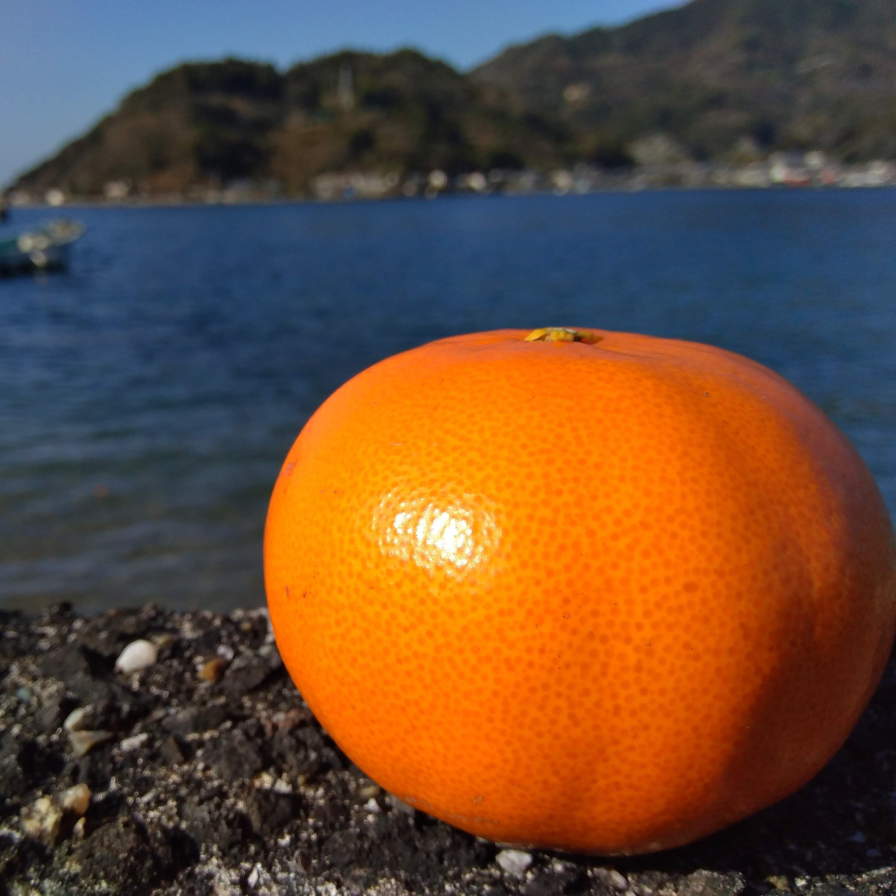 柑橘トートバック（さじょう刑事） | 柑橘ソムリエ公式オンラインショップ
