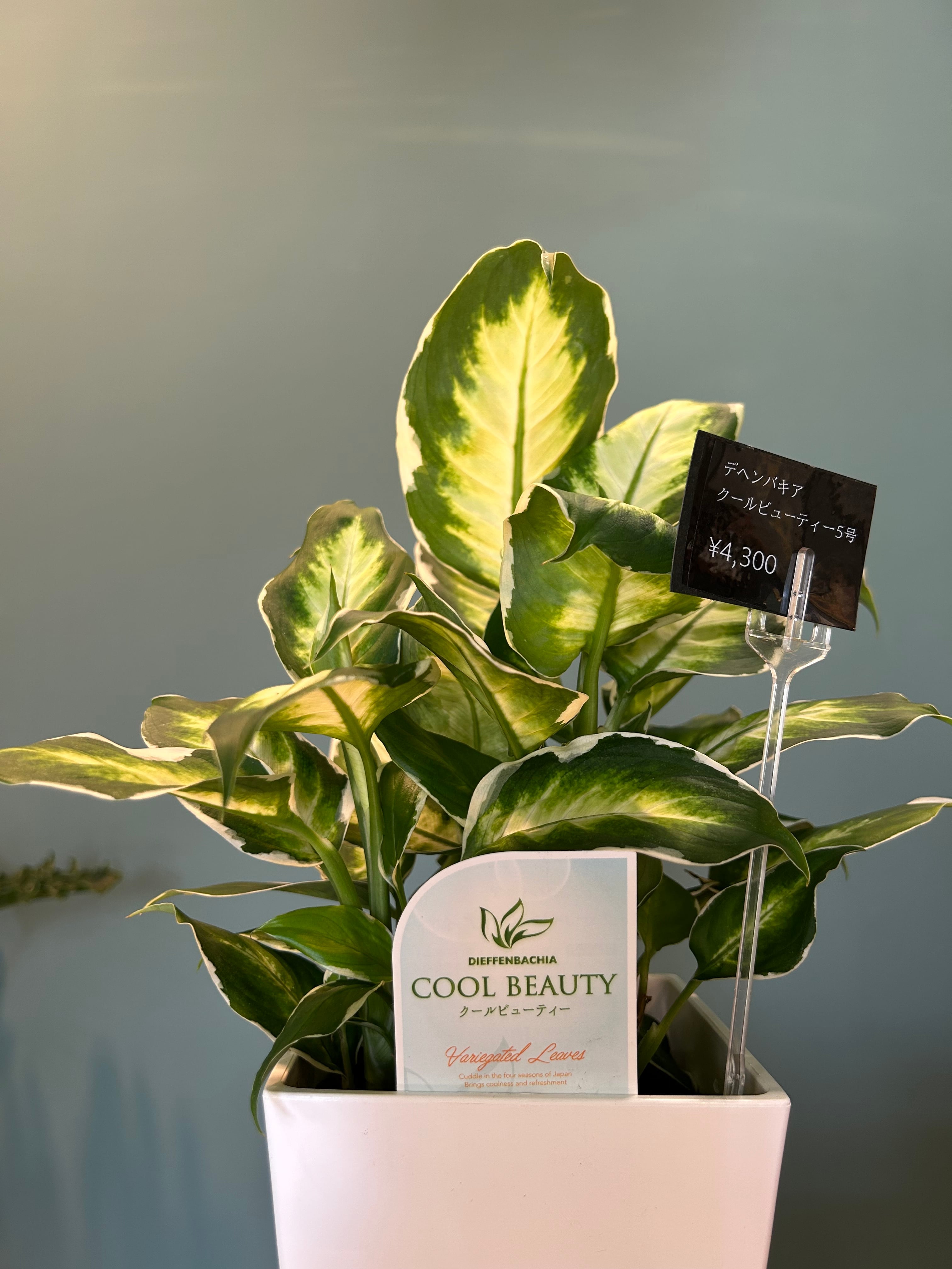 ユッカ デスメティアーナ5号 | 植物との暮らし apricot