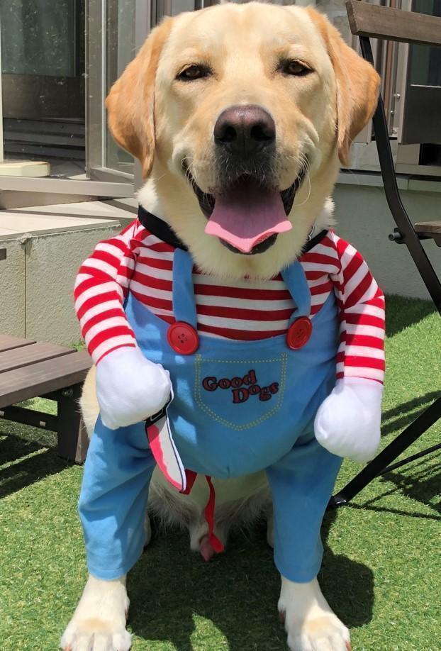 ［ひかる］小型犬用　ちゃんちゃんこ　帽子 3セット ひかる様専用］小型犬用 ちゃんちゃんこ 帽子 3セット 犬用 帽子 耳 夏