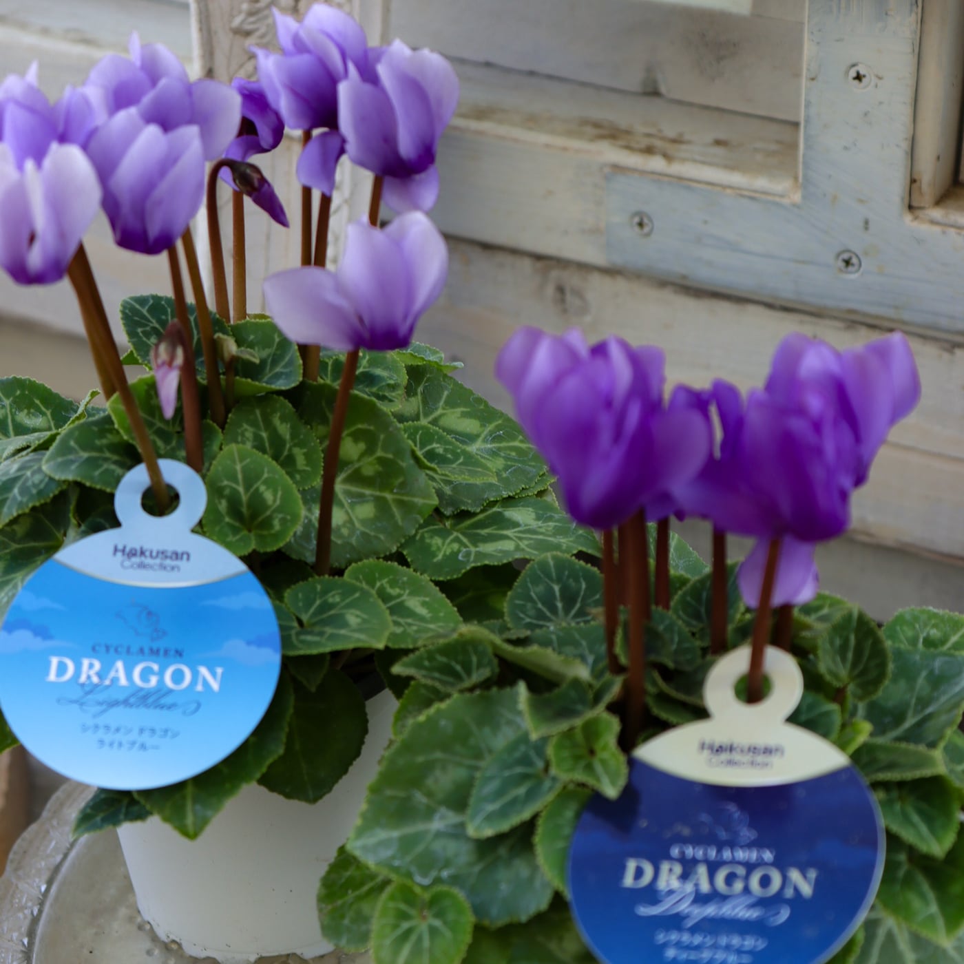 再入荷｜シクラメン “ドラゴン” ライトブルー｜幻想的な青～紫の美しさ