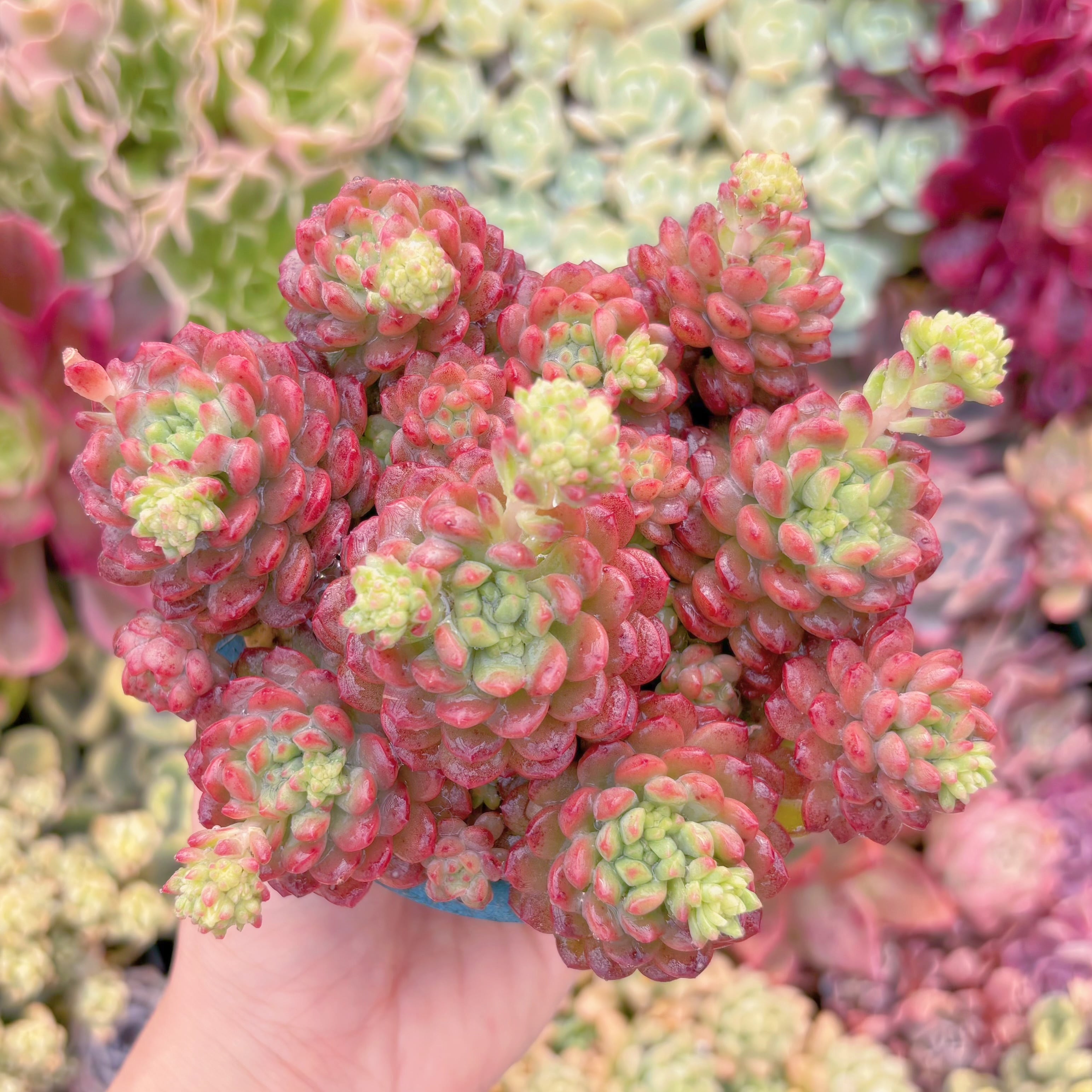 現品　コルネット#879　群生　るる農園