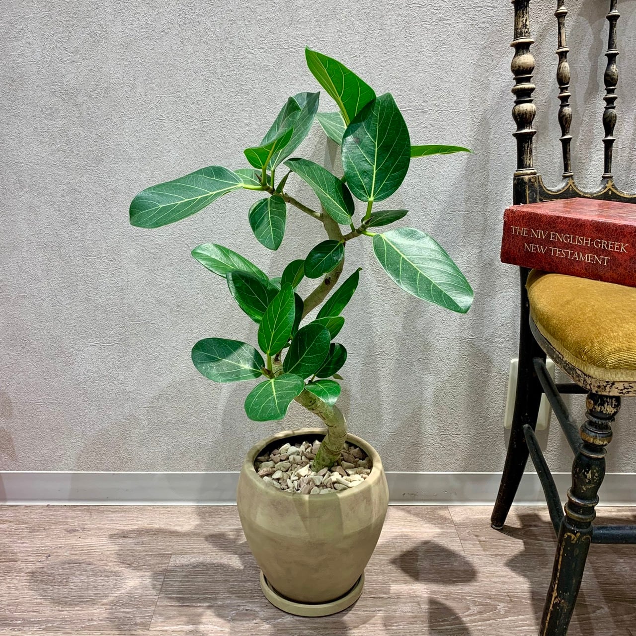 一点もの【ベンガルゴム】|観葉植物|ゴムの木|ベンガルゴム|陶器|インテリアグリーン