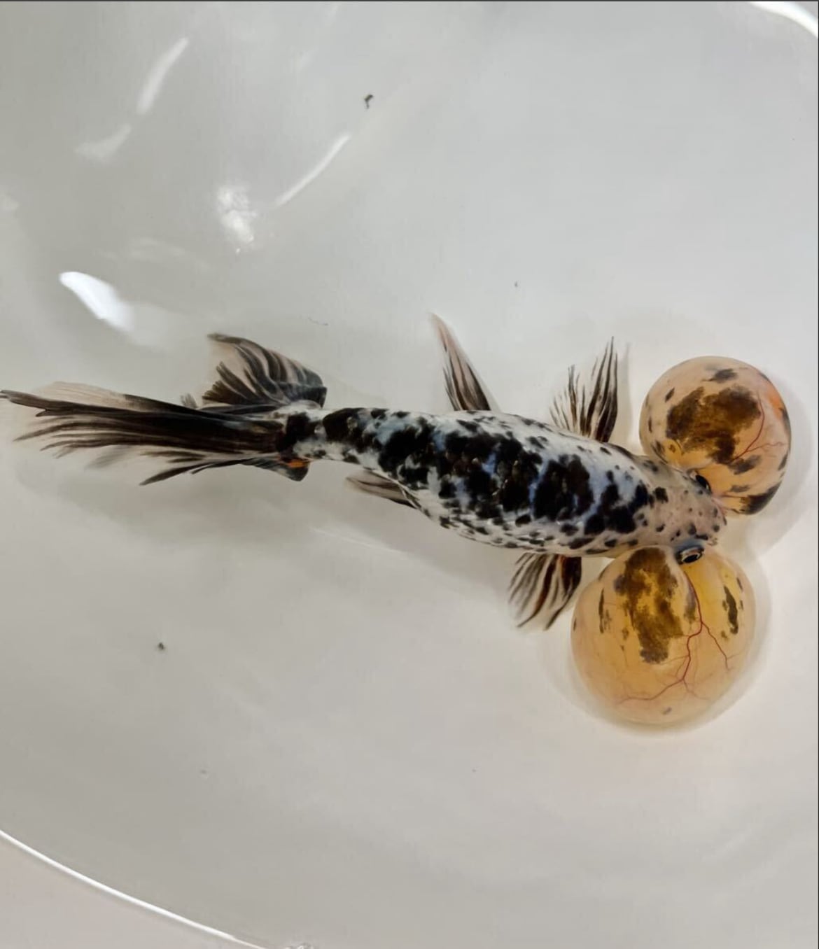 プレミアム 中国便 水泡眼 五色水泡眼 五色らしい華やかさ 二歳 No3