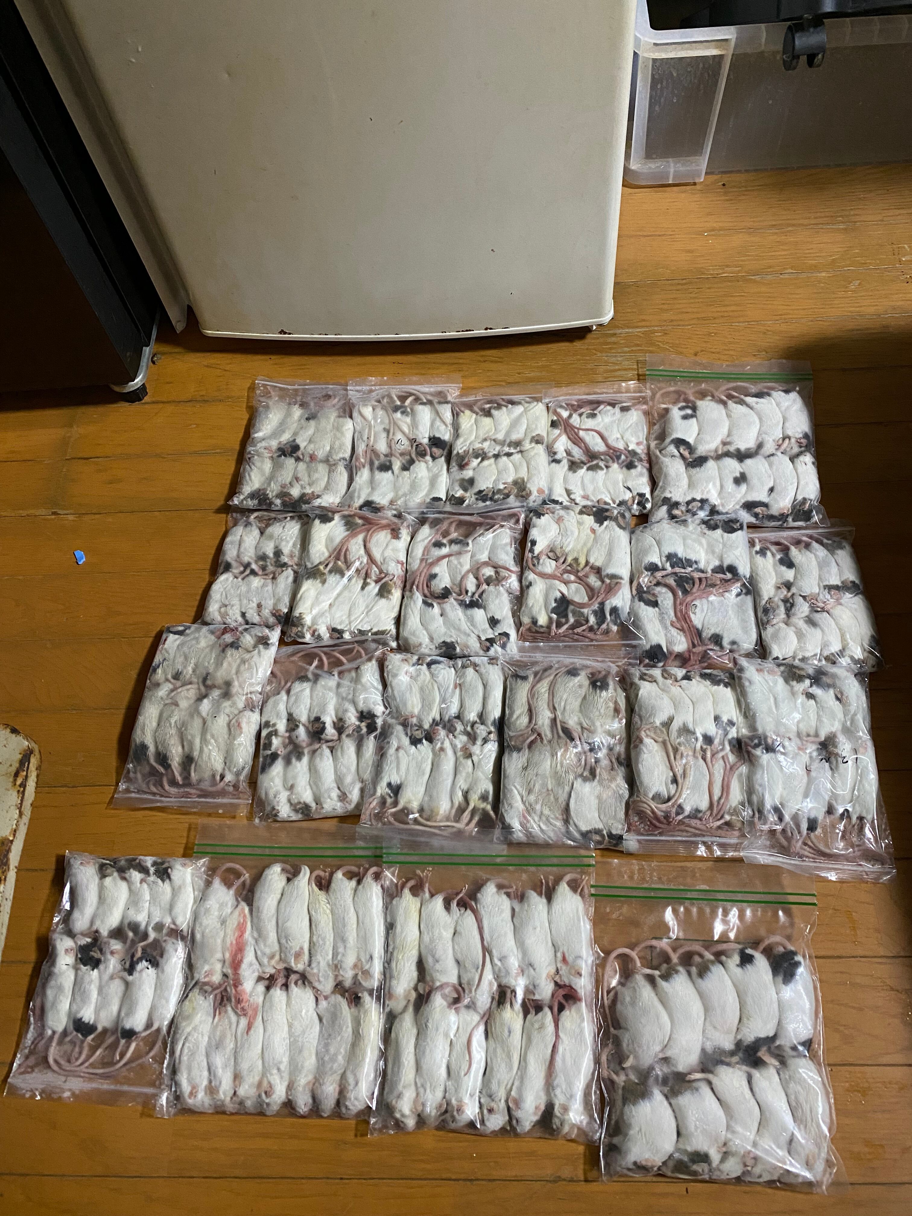 冷凍SM 100匹 冷凍SM100匹