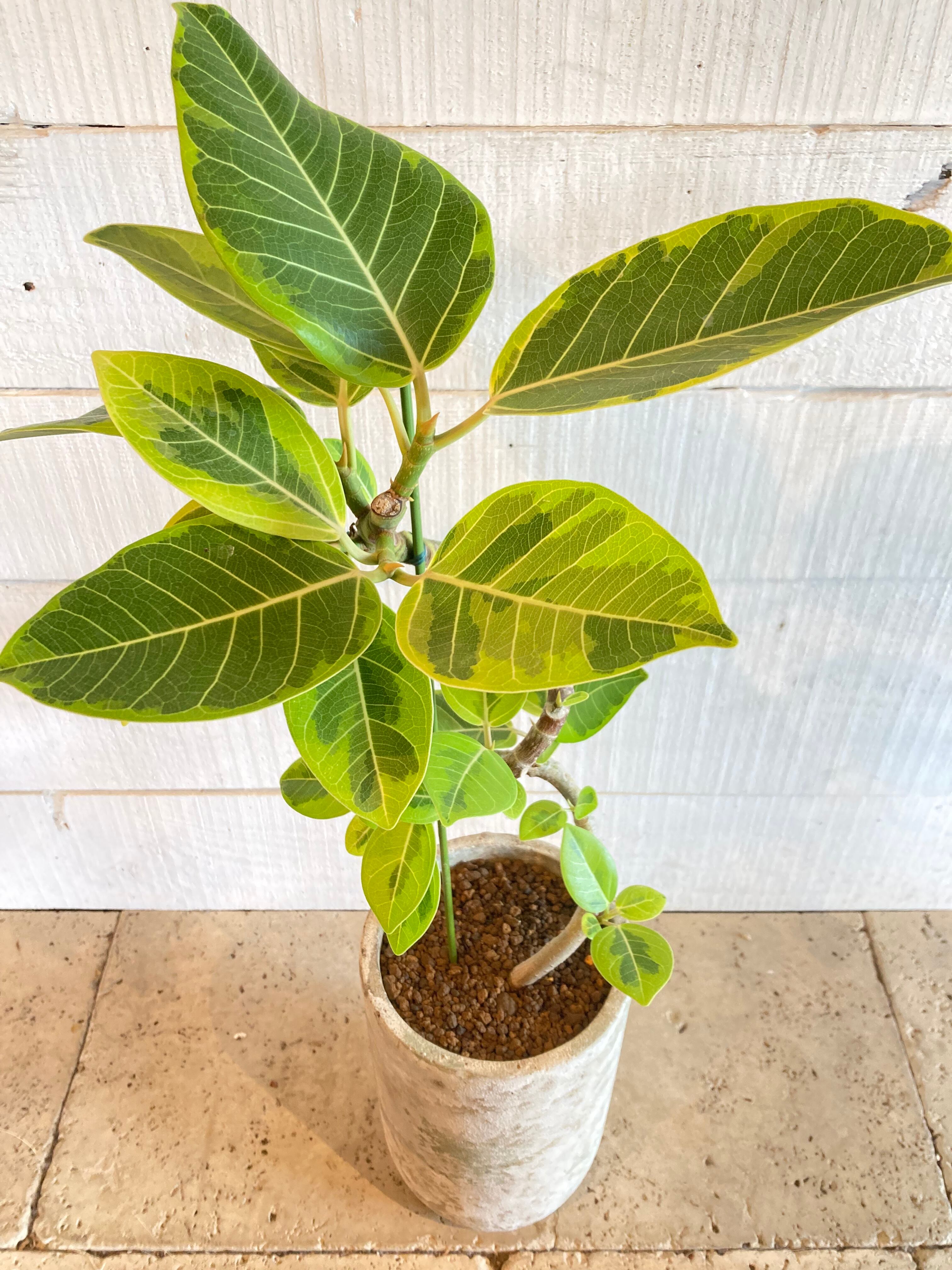 フィカス・アルテシマ（セメント鉢入り）※Φ14.5×H68cm | Botanical56