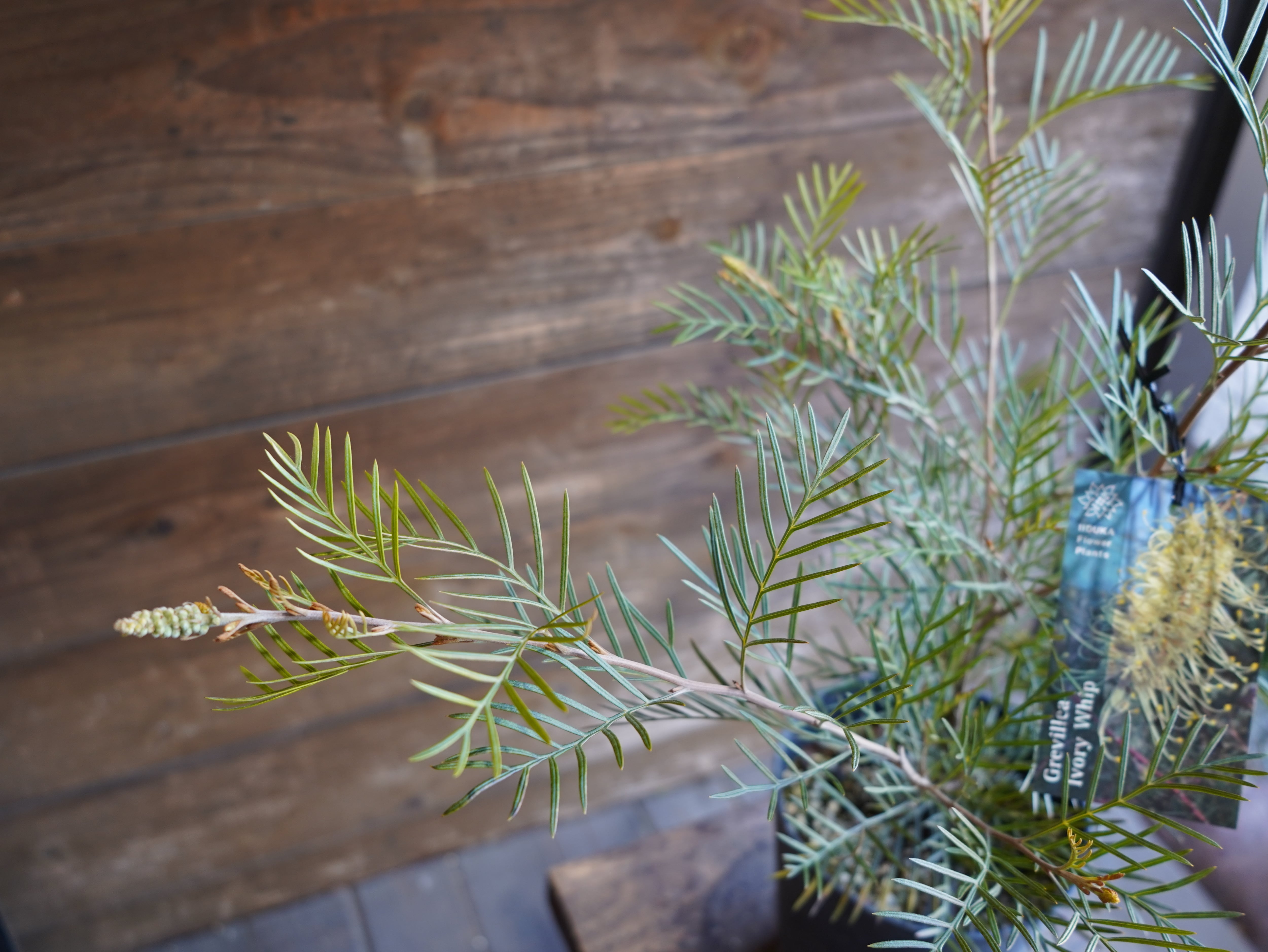 【現物】グレビレア　”アイボリーホイップ”　A