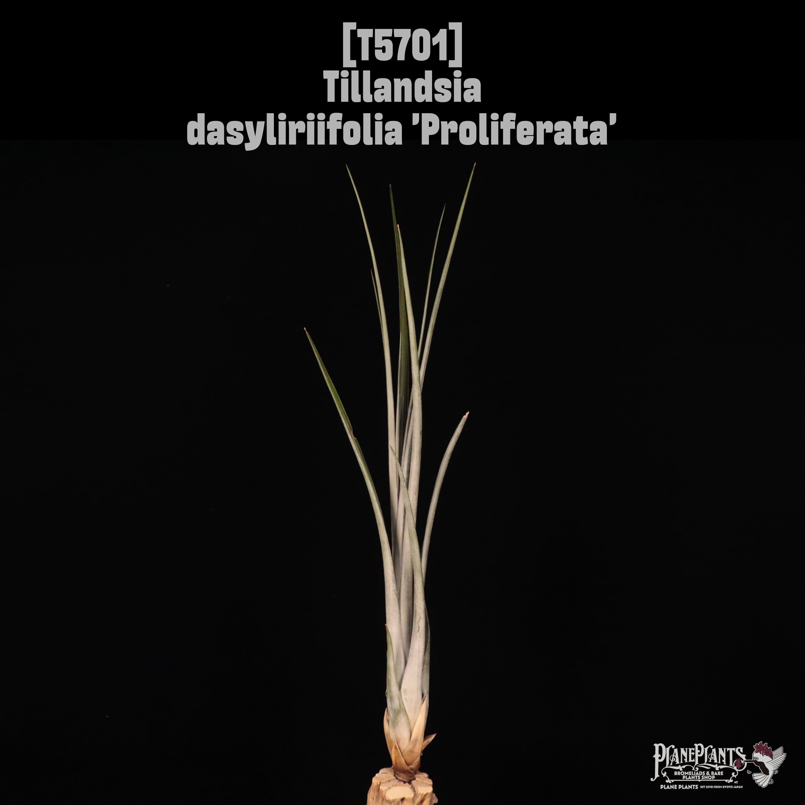 【送料無料】dasyliriifolia 'Proliferata' 〔エアプランツ〕現品発送T5701