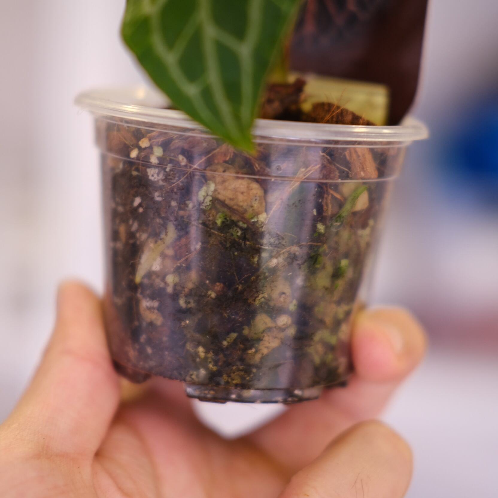 正規タグ】Anthurium 'Michelle' by DOC BLOCK│アンスリウム