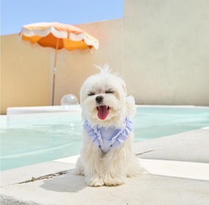 即納【MYLITTLEDOG】Soda Top (blue)