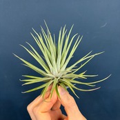 チランジア エスピノーサ【898】