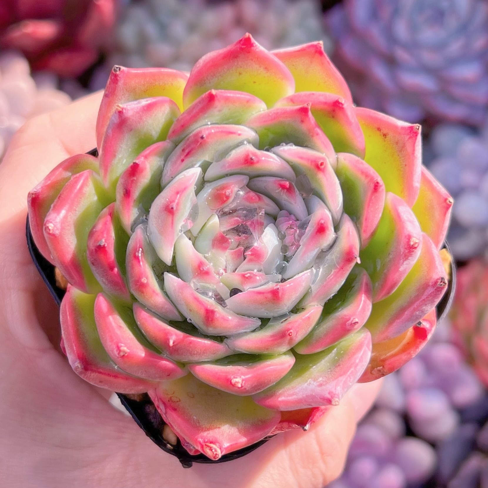 現品　水蜜桃#A72　るる農園