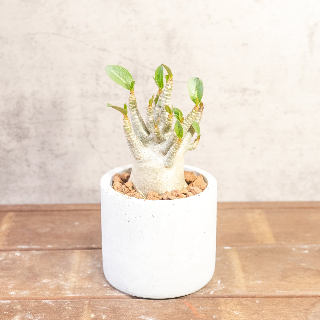 【ぷっくり丸い塊根】ぽってり愛らしい姿がたまらないアデニウム・ドワーフ。植物を引き立てる無骨な手づくりモルタル鉢でお届け／虫発生抑制（全国一律送料850円）