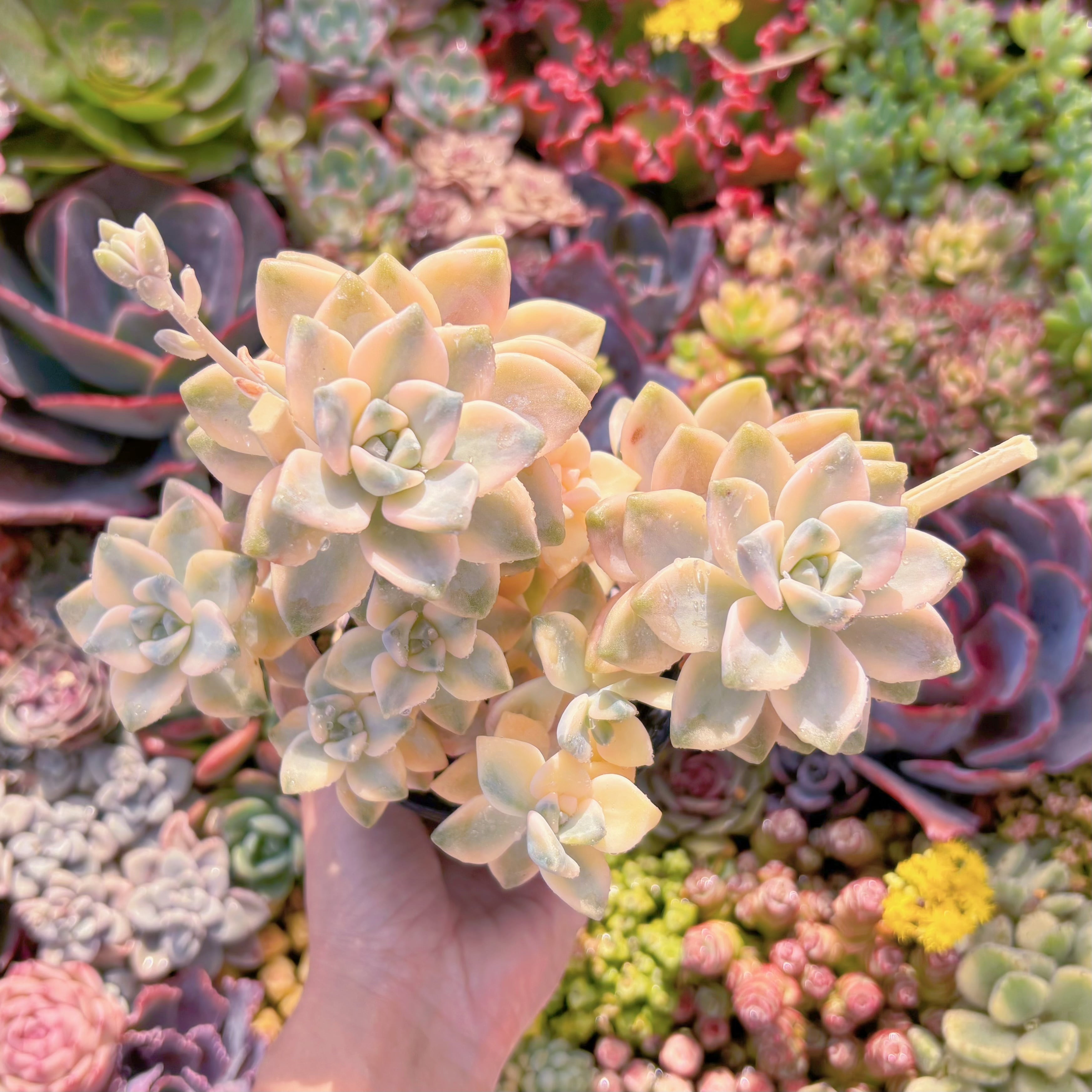 現品　杏子美人錦#M119　大苗　るる農園