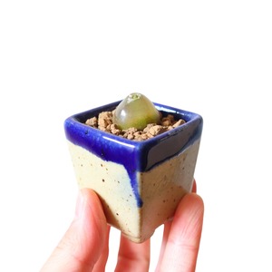 コノフィツム ブルゲリ（花）