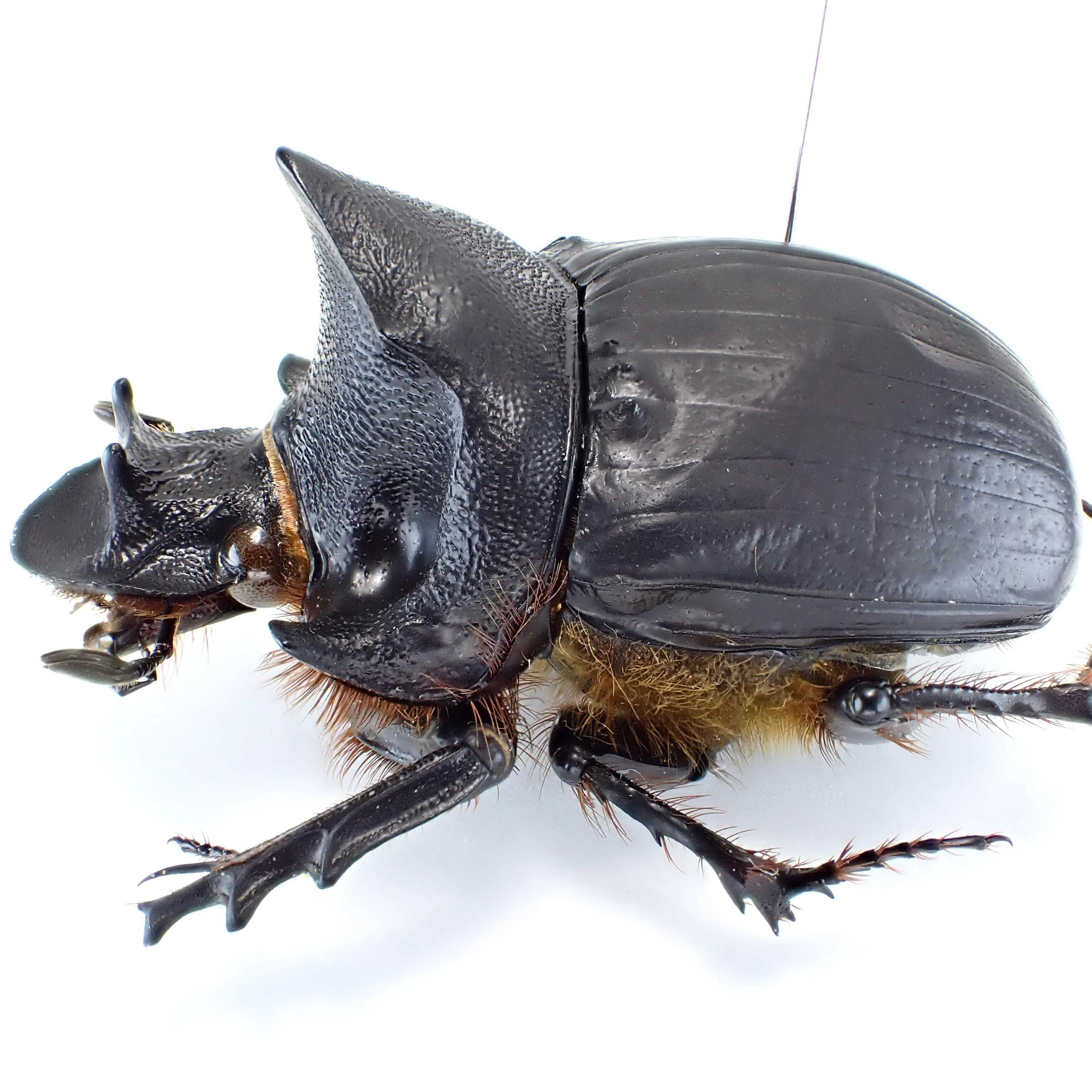 タンザニア産 Heliocopris hamadryas ♂ 48mm | 昆虫標本 Diggers