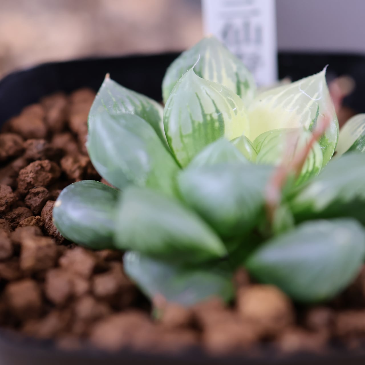 635『ハオルチア 三仙寿錦』観葉植物【送料無料】 | MARX PLANTS