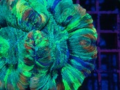 【現地買付】Wellsophyllia Radiata Rainbow