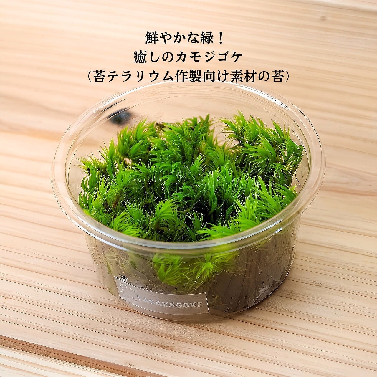 天然苔 | 弥栄苔 本店 天然苔 | 弥栄苔 本店