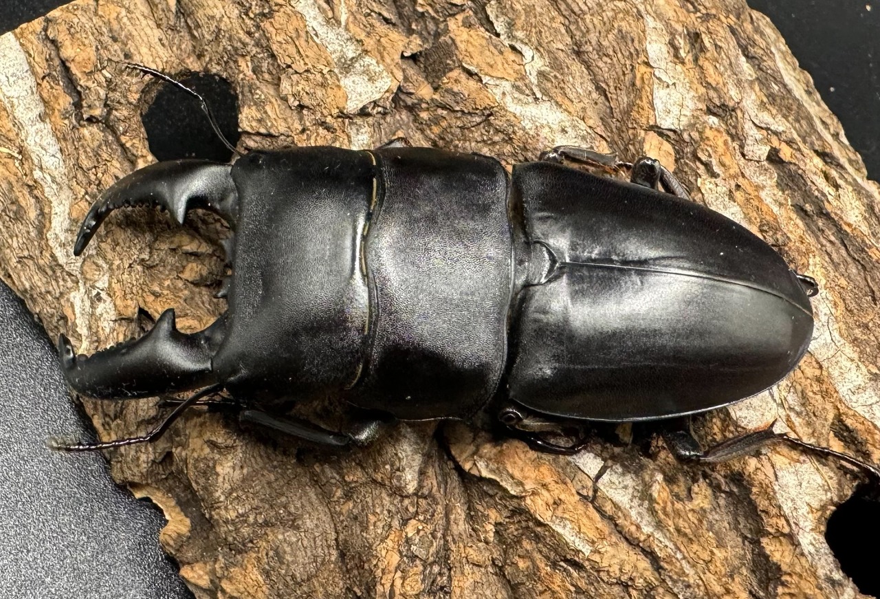 【WD】《ウェスターマンヒラタ タイ産 76.5mm ペア》